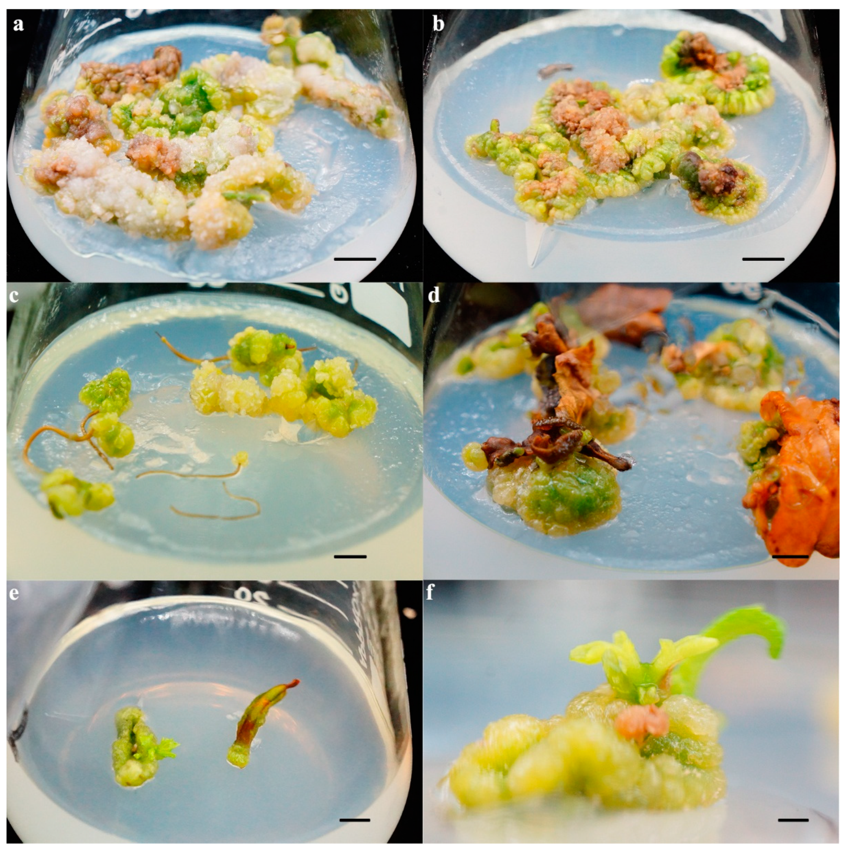 Forests 11 00590 g001 Forests 11 00590 g001