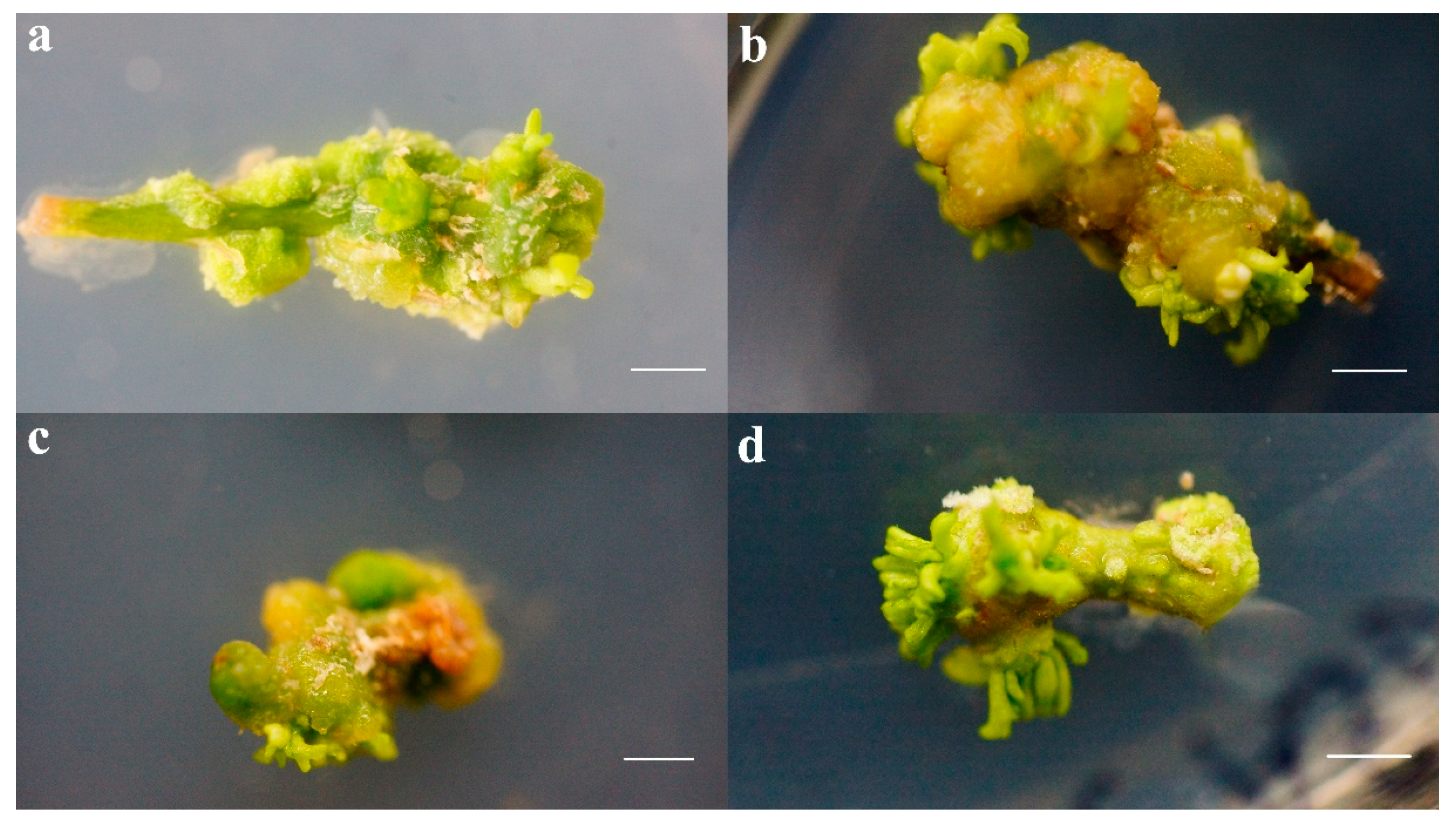Forests 11 00590 g003 Forests 11 00590 g003