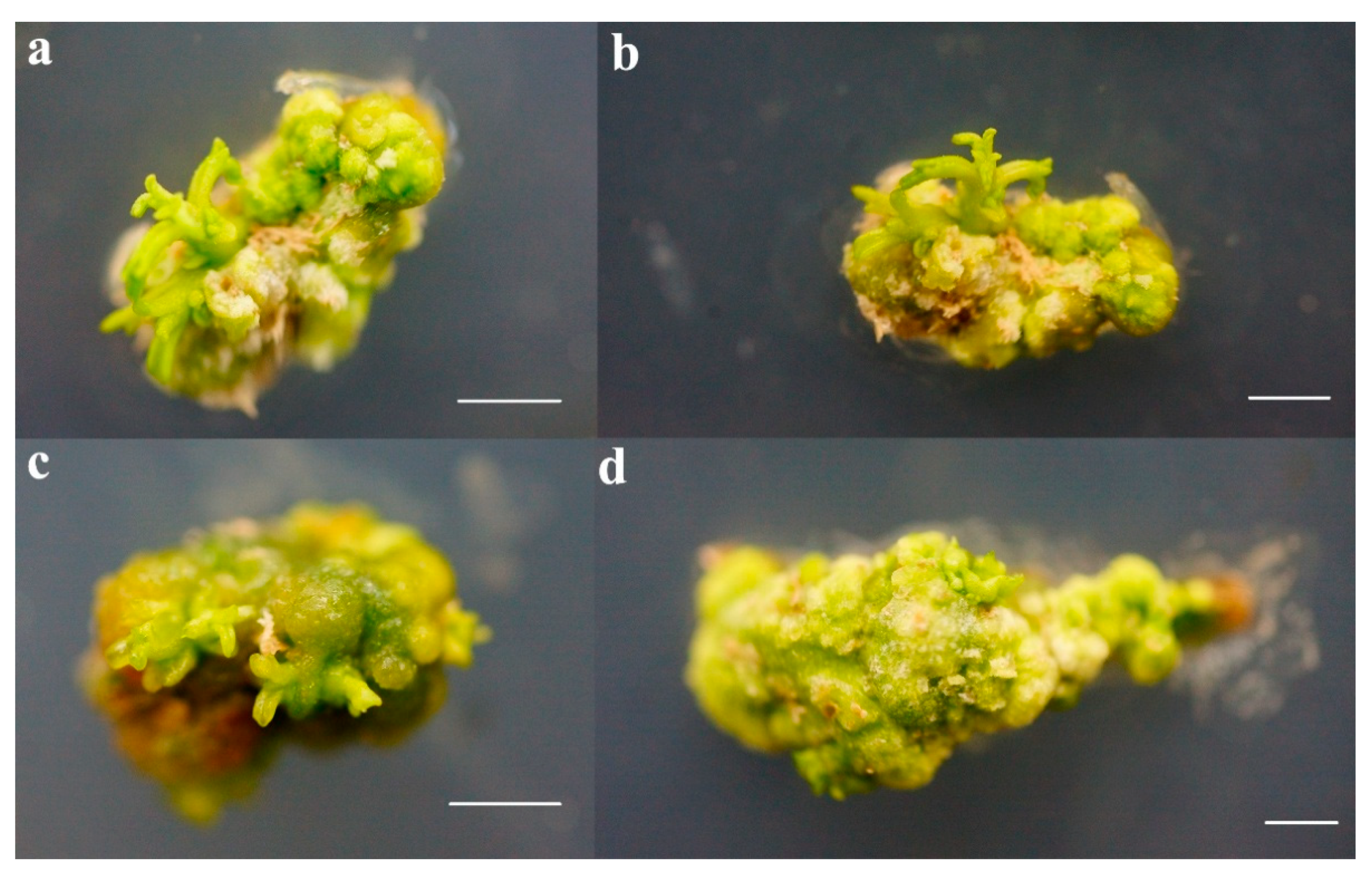 Forests 11 00590 g004 Forests 11 00590 g004