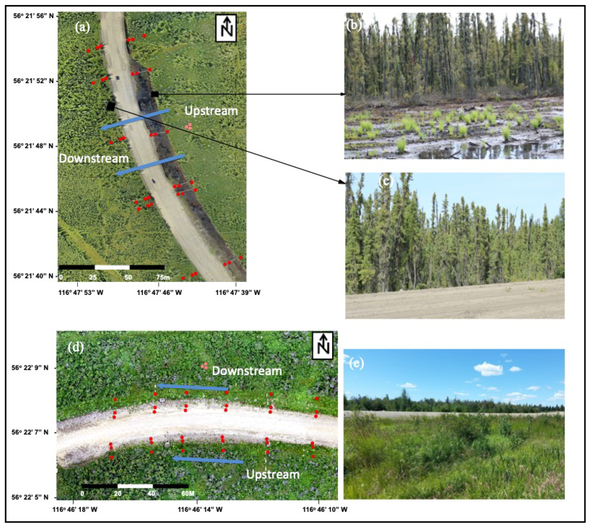 Forests 11 00594 g001
