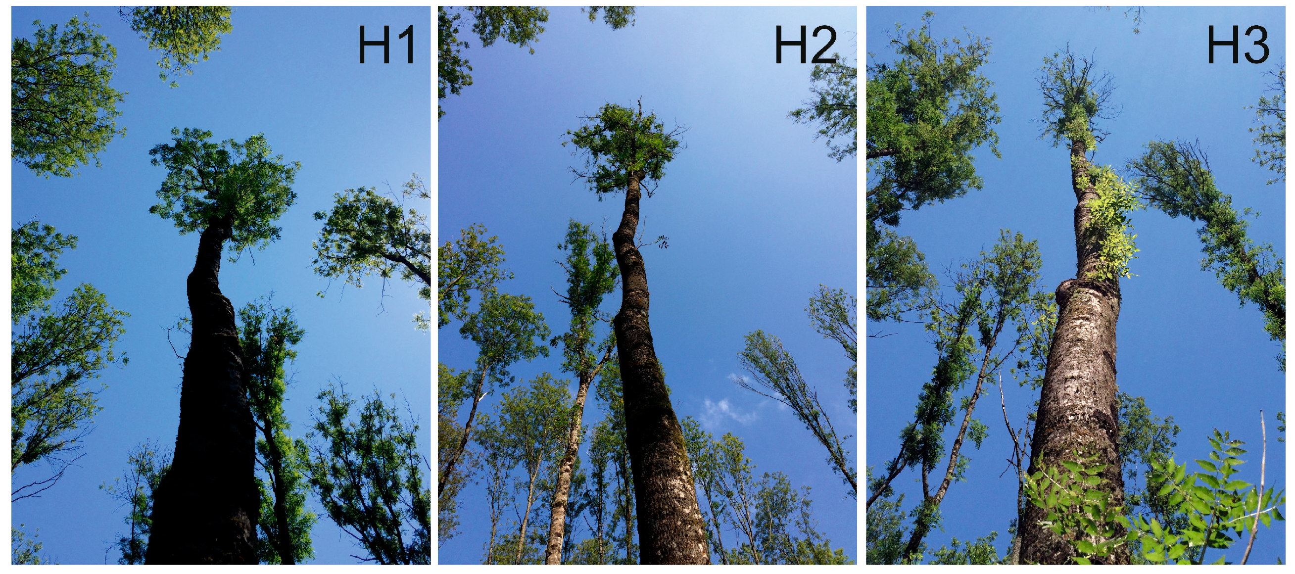 Forests 11 00607 g002