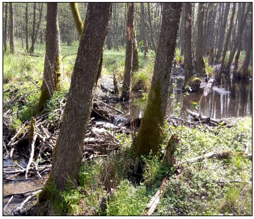 Forests 11 00614 g005 Forests 11 00614 g005