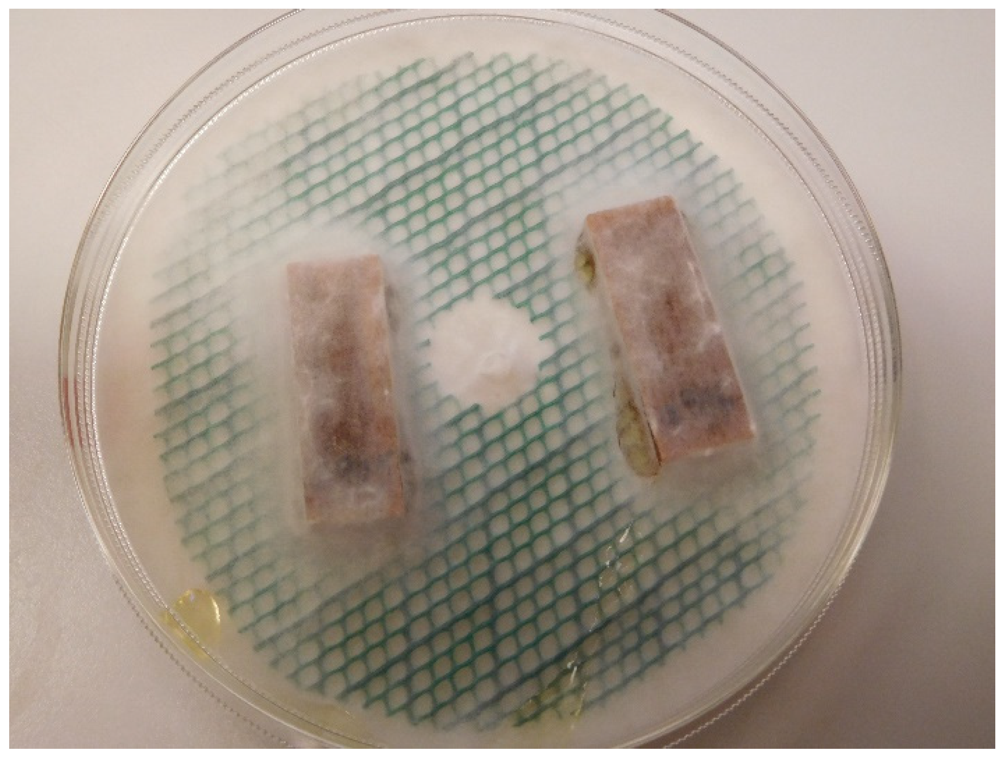 Forests 11 00650 g007