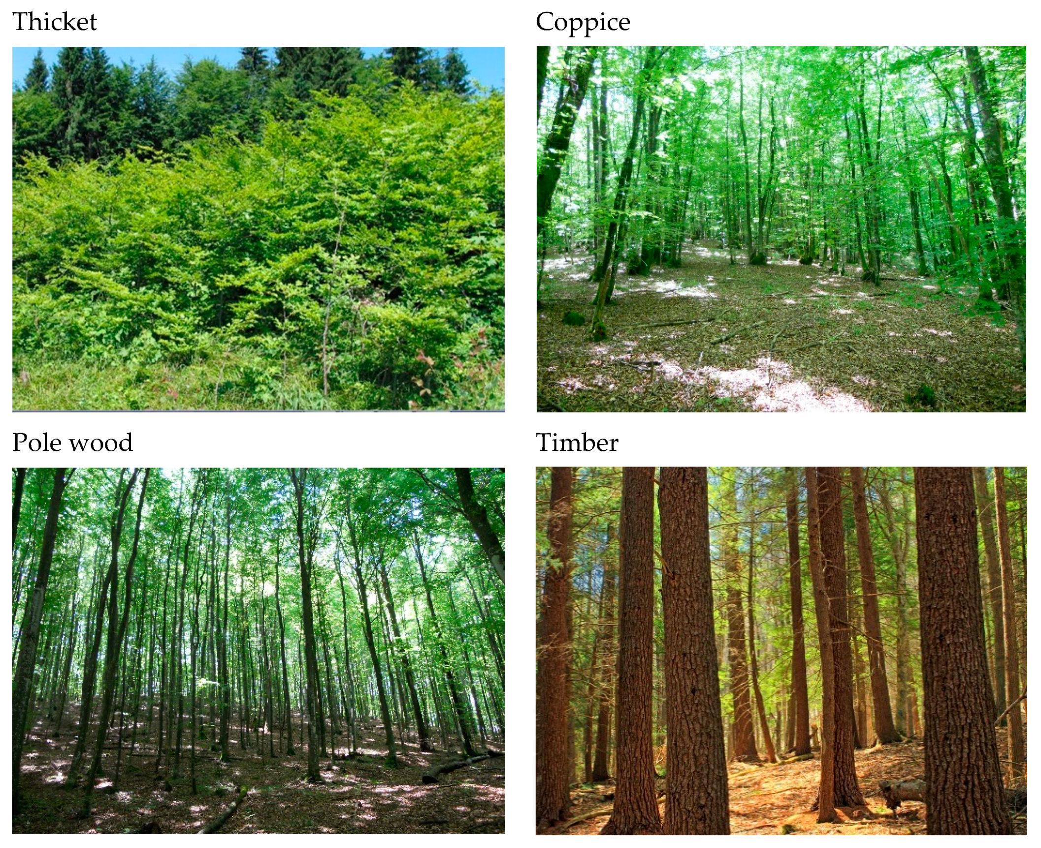 Forests 11 00696 g003