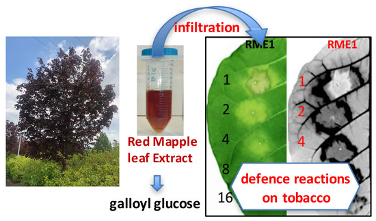 Inducing Plant Defense Reactions in Tobacco Plants with Phenolic-Rich ...