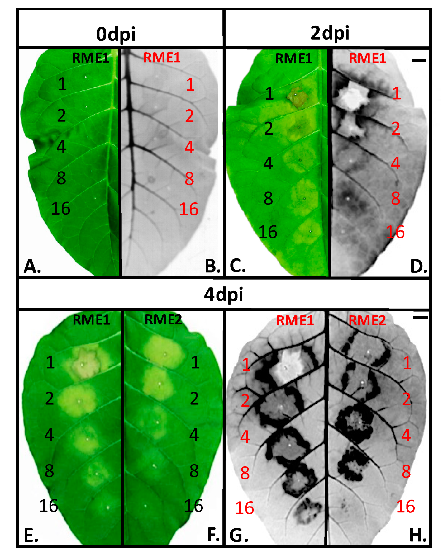 Forests 11 00705 g001