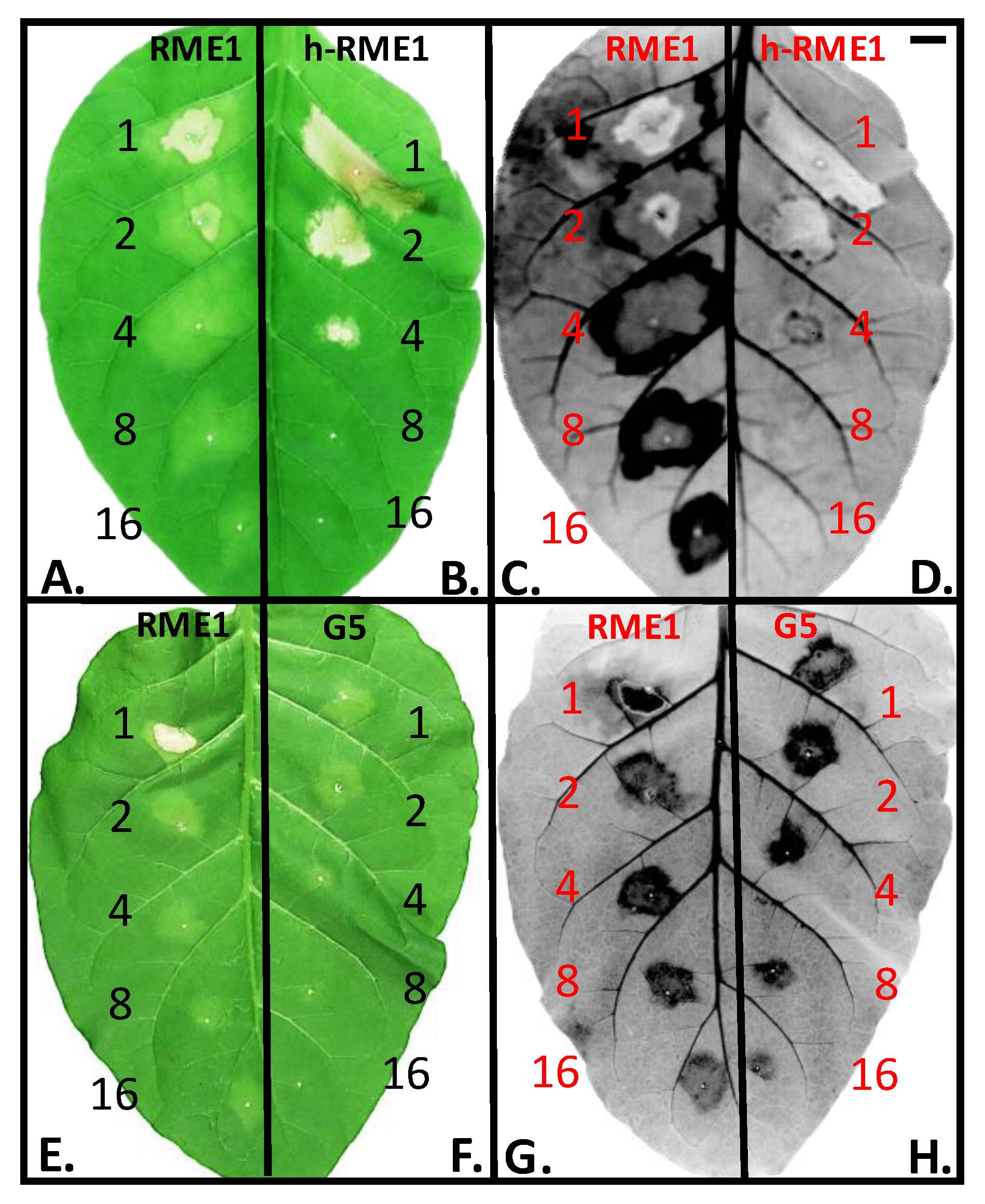 Forests 11 00705 g005