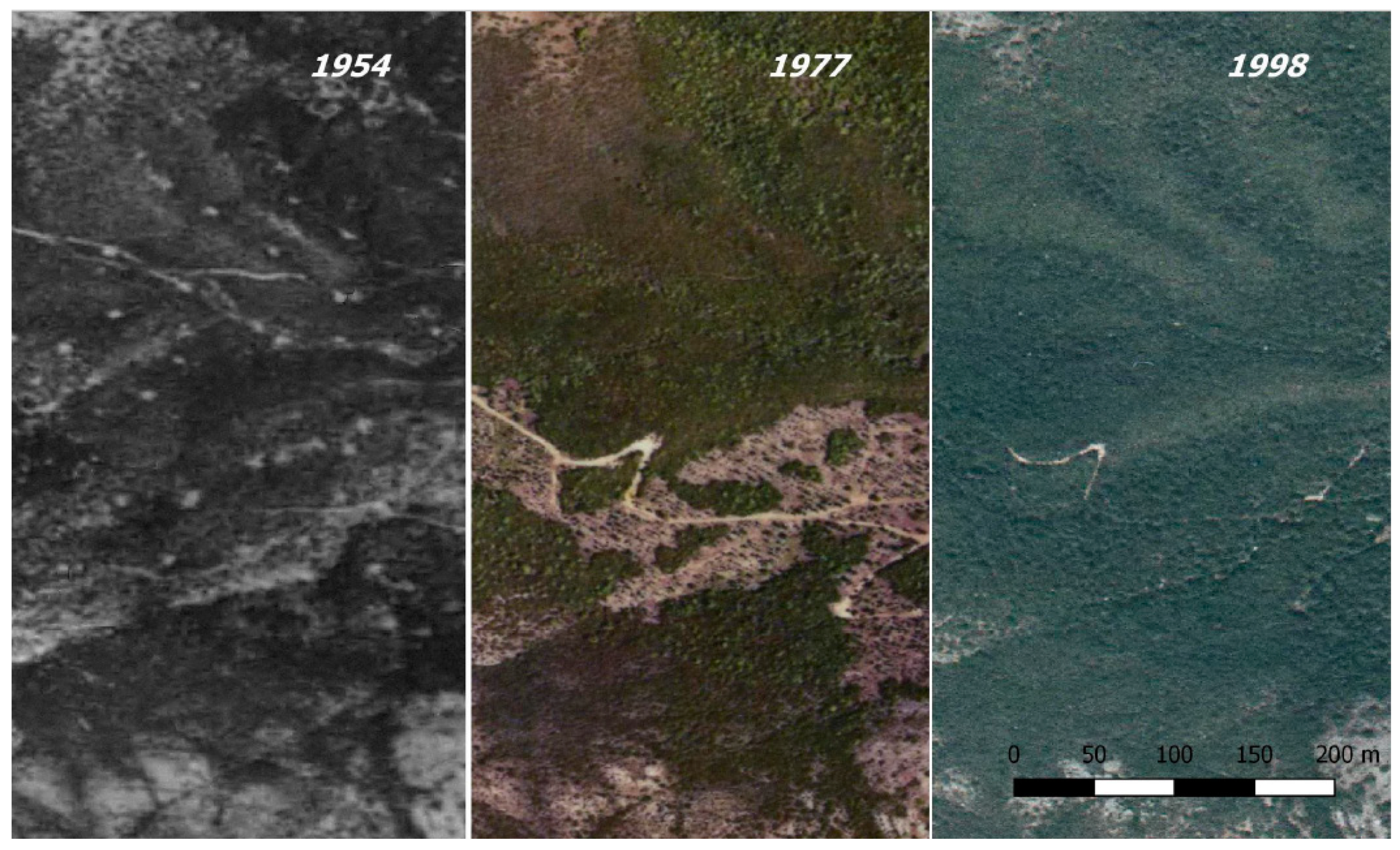 Forests 11 00708 g002