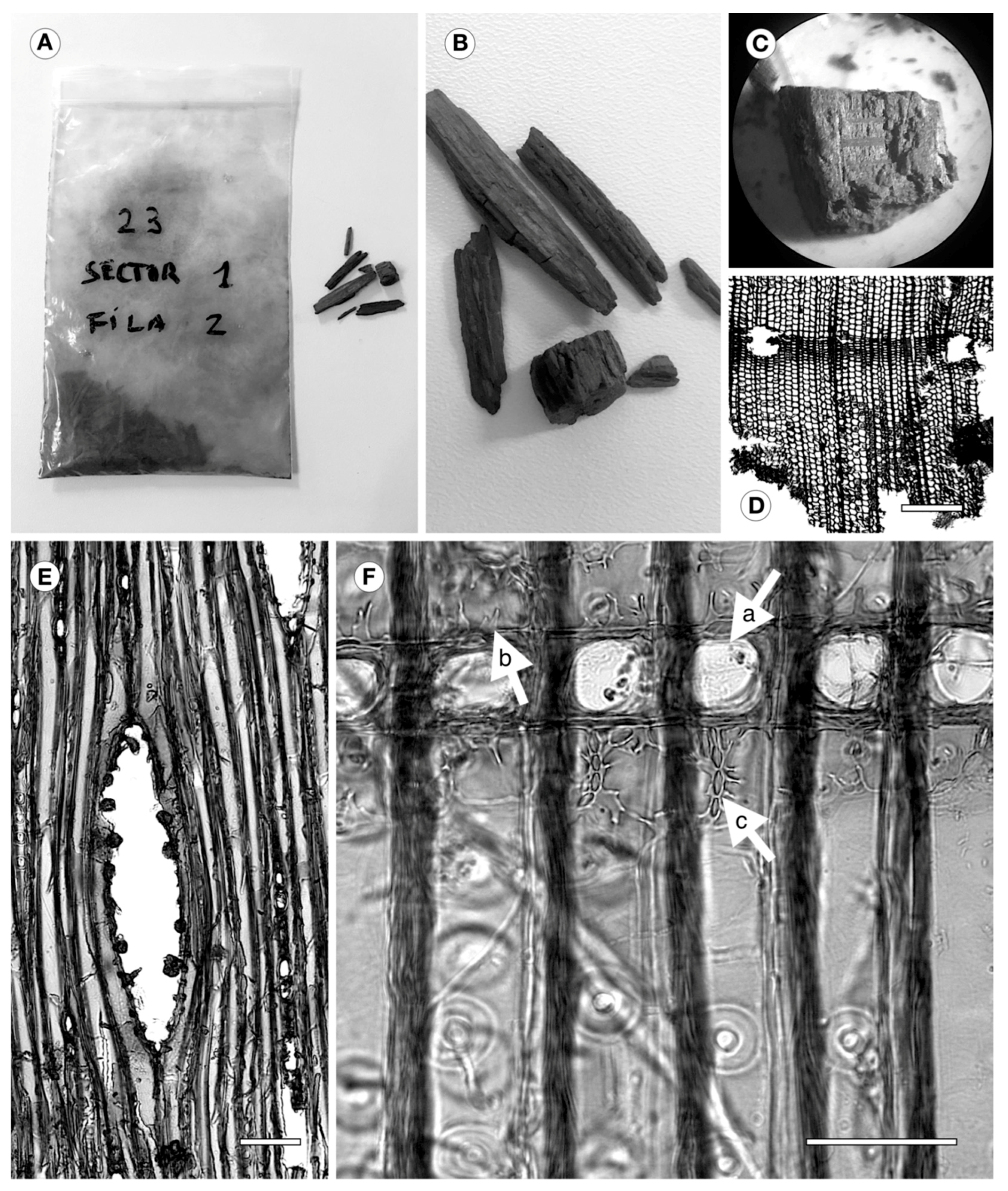 Forests 11 00712 g001