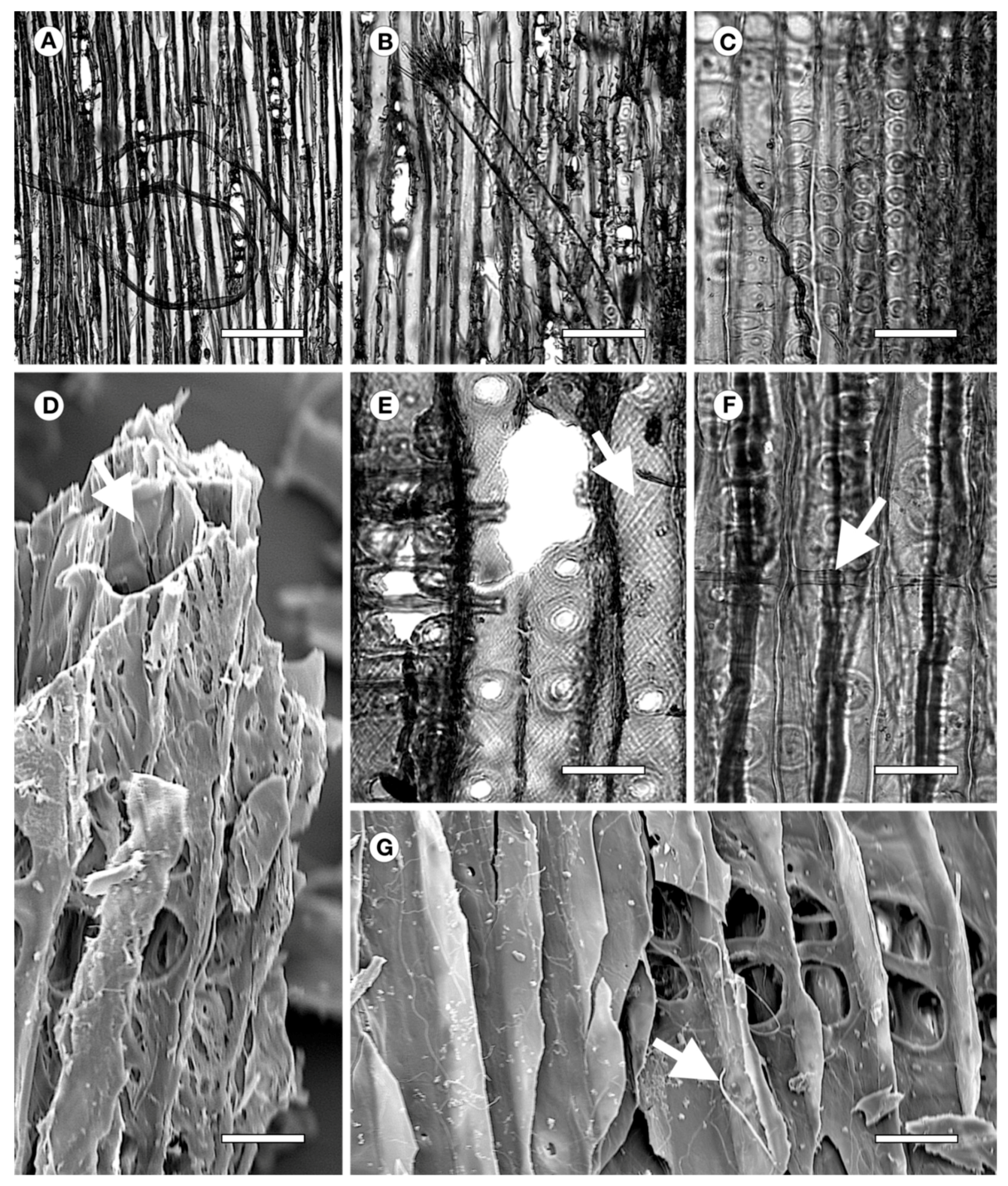 Forests 11 00712 g002