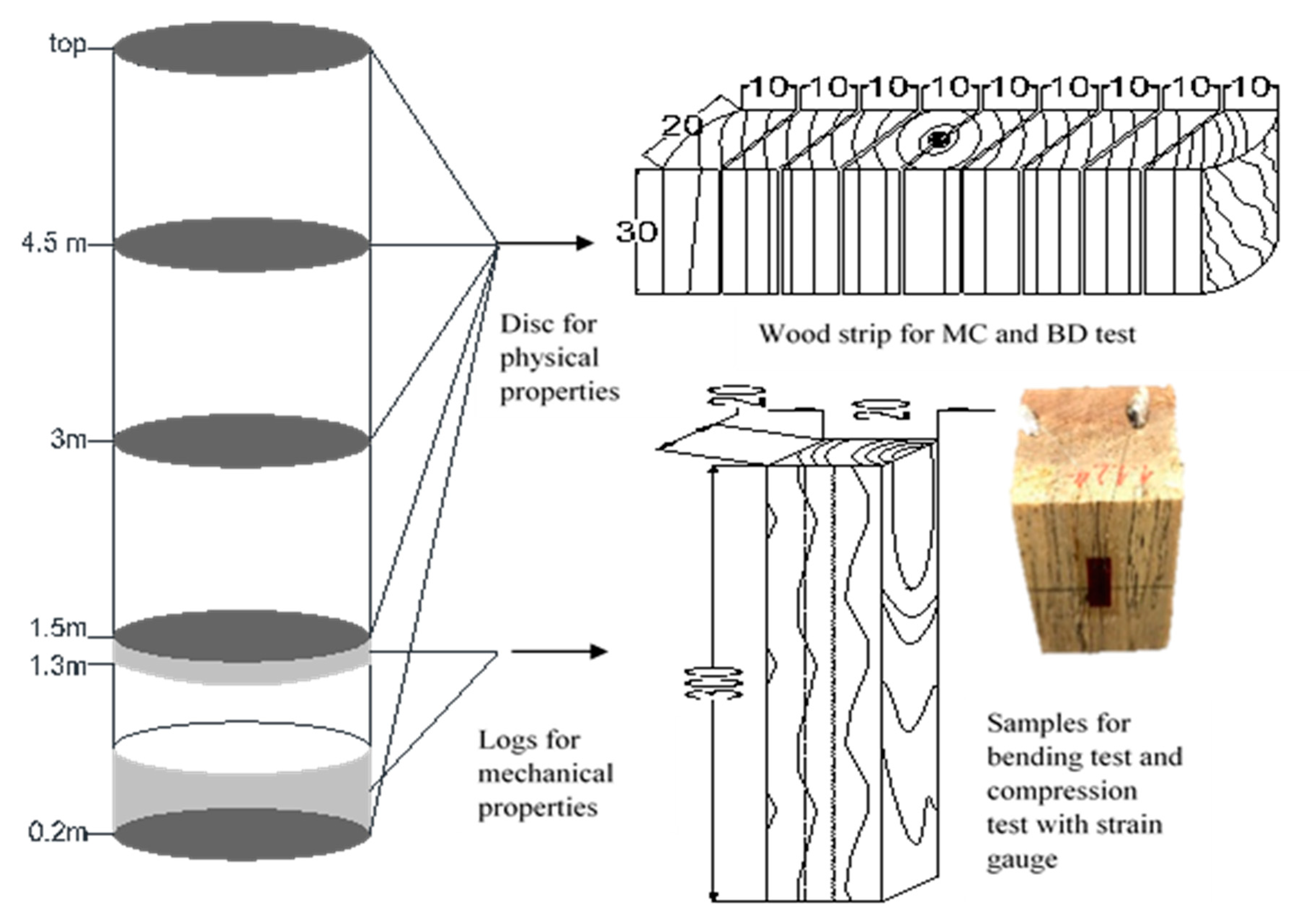 Forests 11 00717 g001