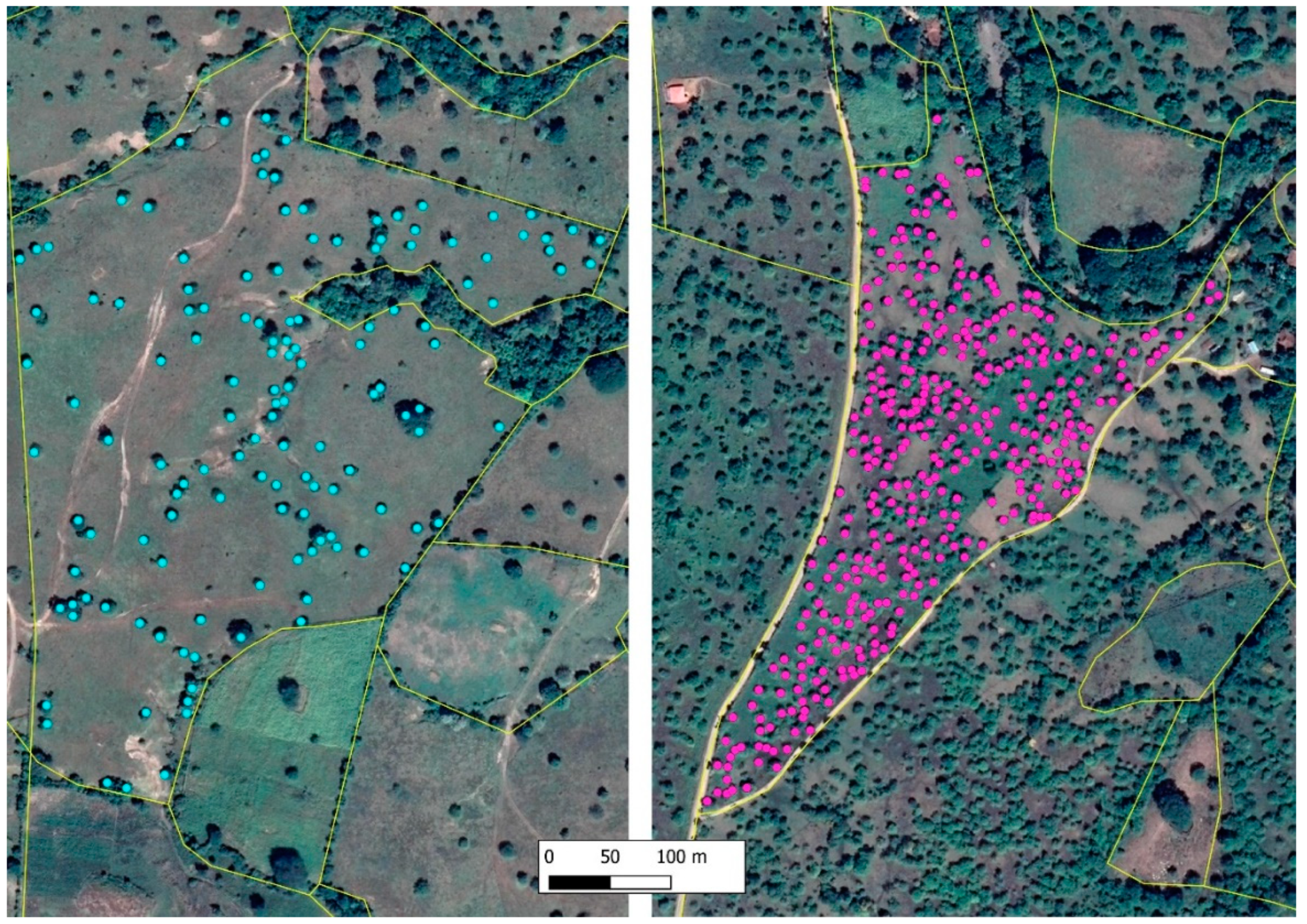 Forests 11 00747 g004 Forests 11 00747 g004