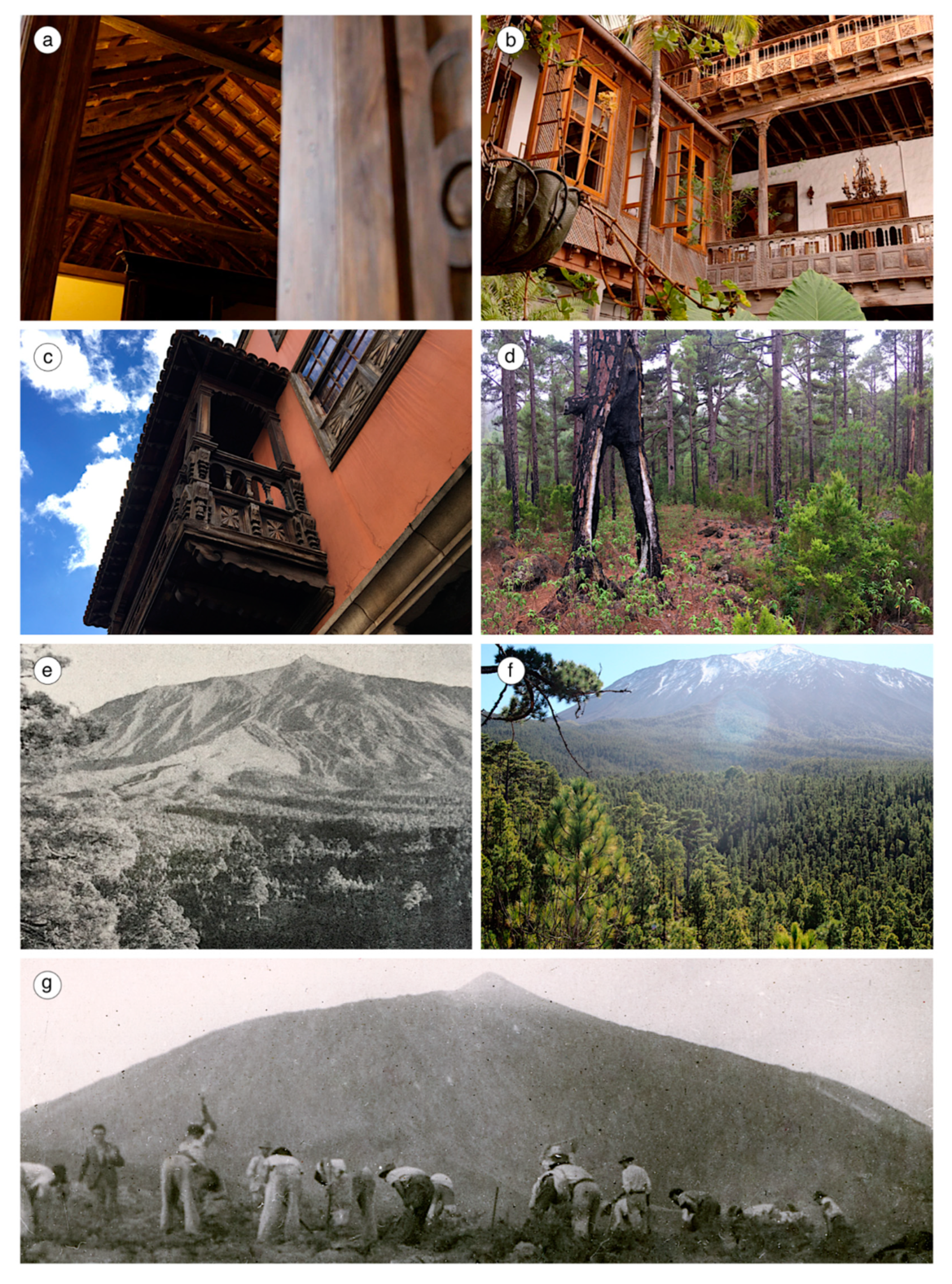 Forests 11 00769 g002