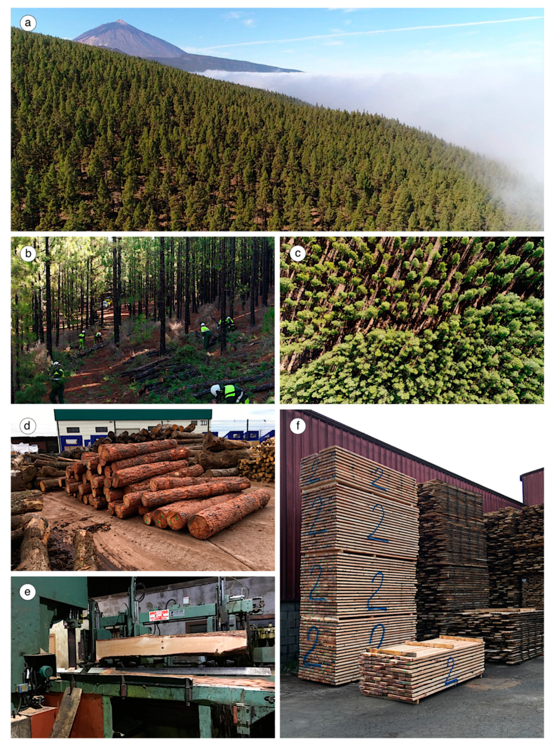 Forests 11 00769 g003