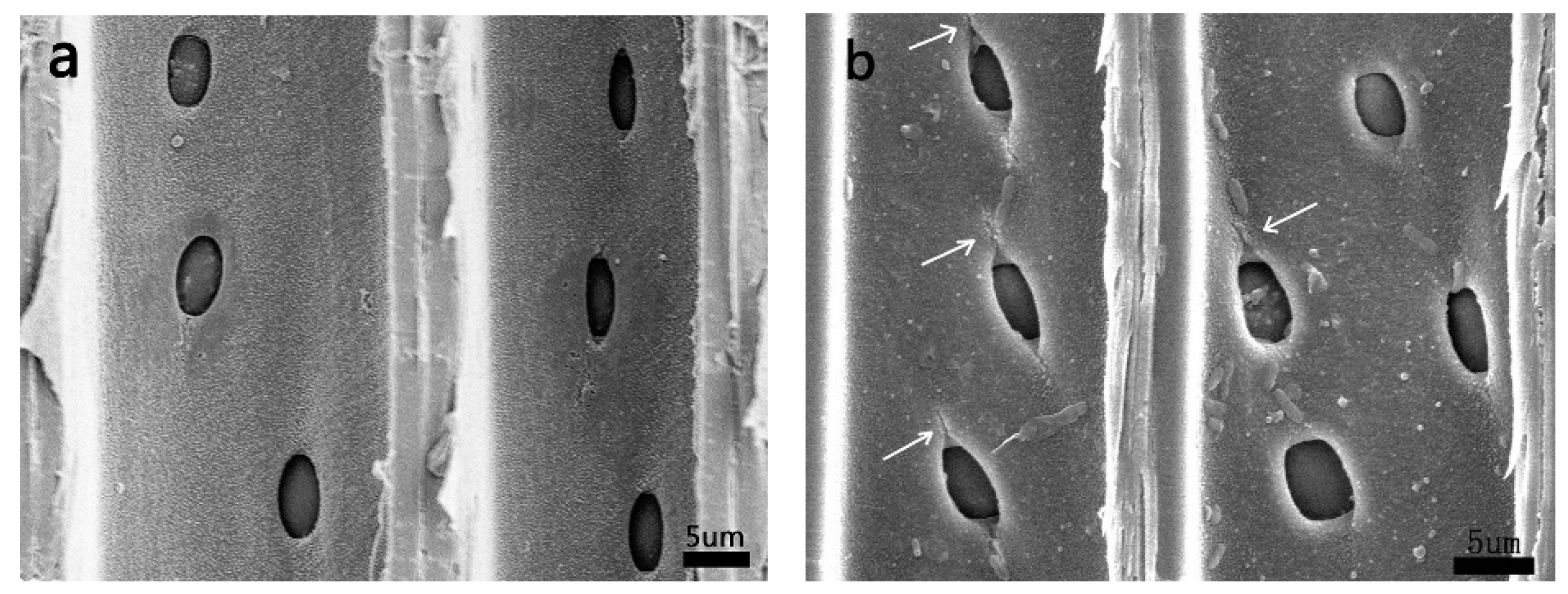 Forests 11 00772 g003