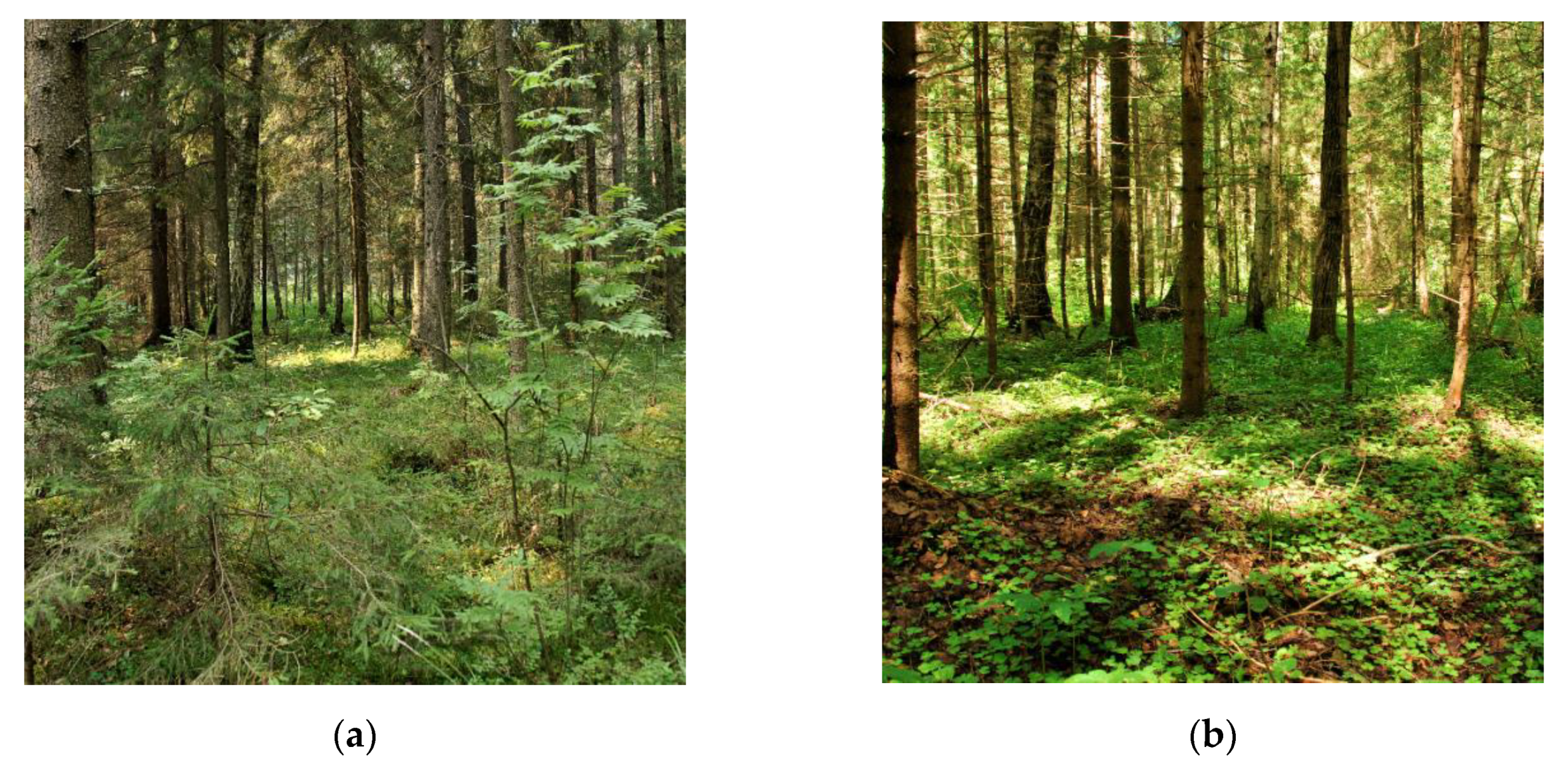 Forests 11 00778 g005a Forests 11 00778 g005a