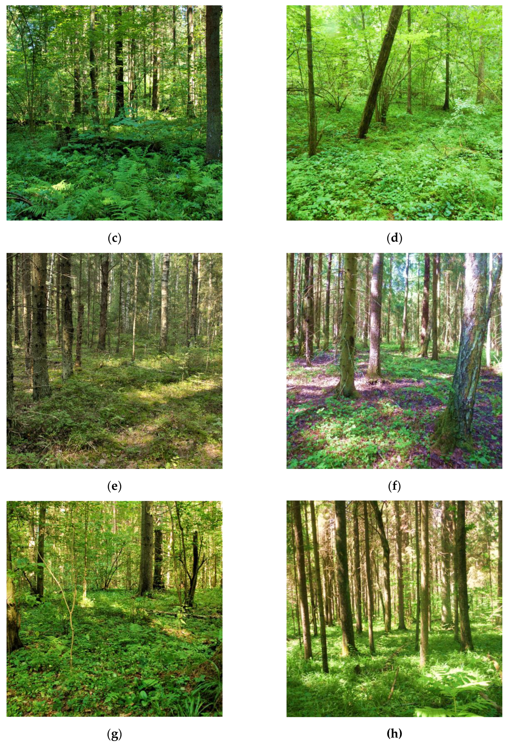 Forests 11 00778 g005b Forests 11 00778 g005b