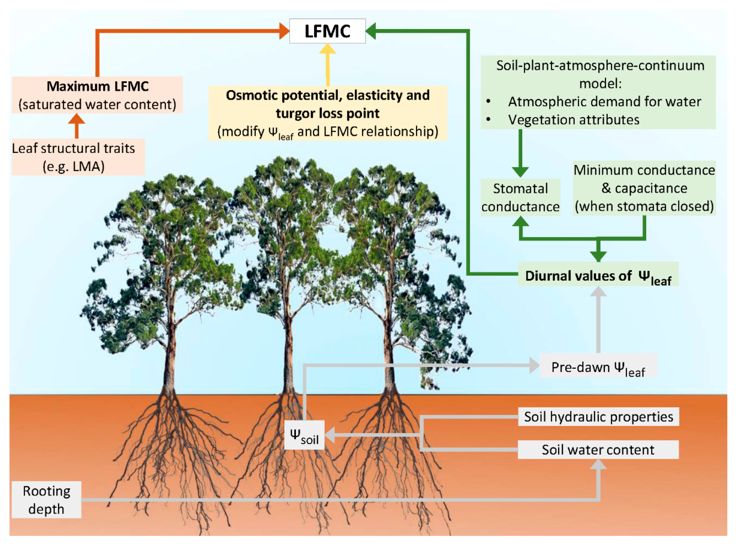 Forests 11 00779 g004 Forests 11 00779 g004