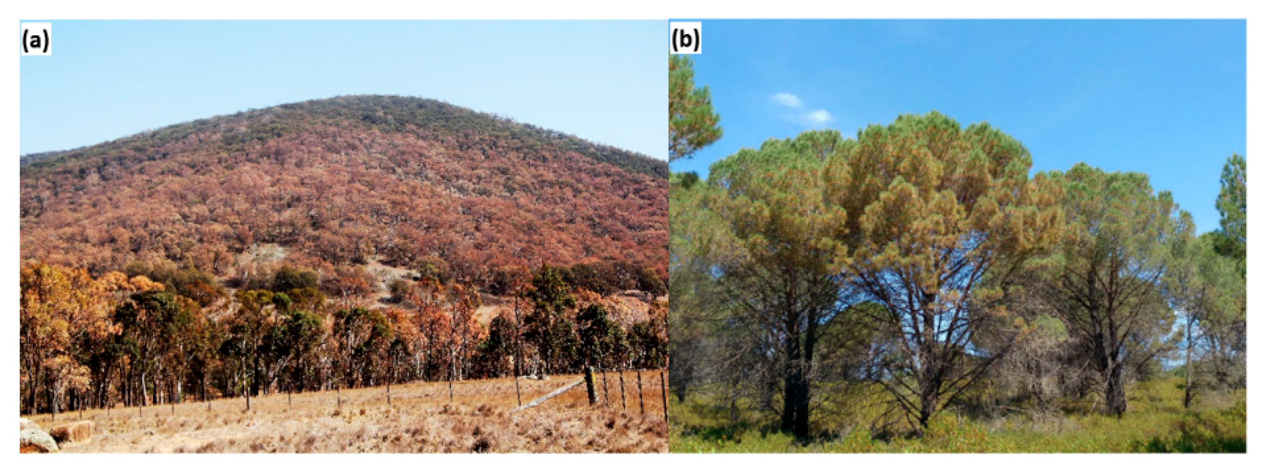 Forests 11 00779 g006 Forests 11 00779 g006