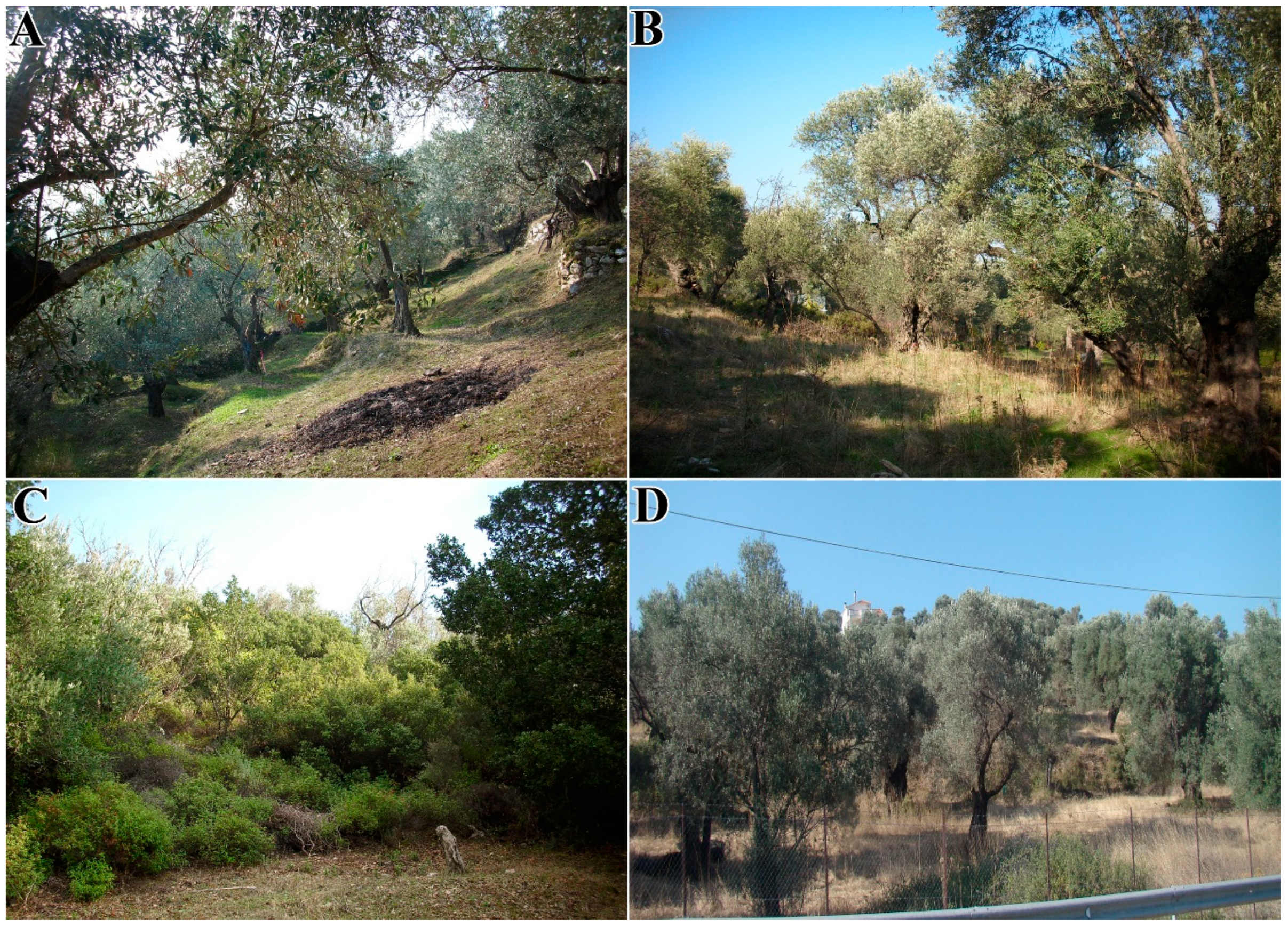 Forests 11 00789 g002