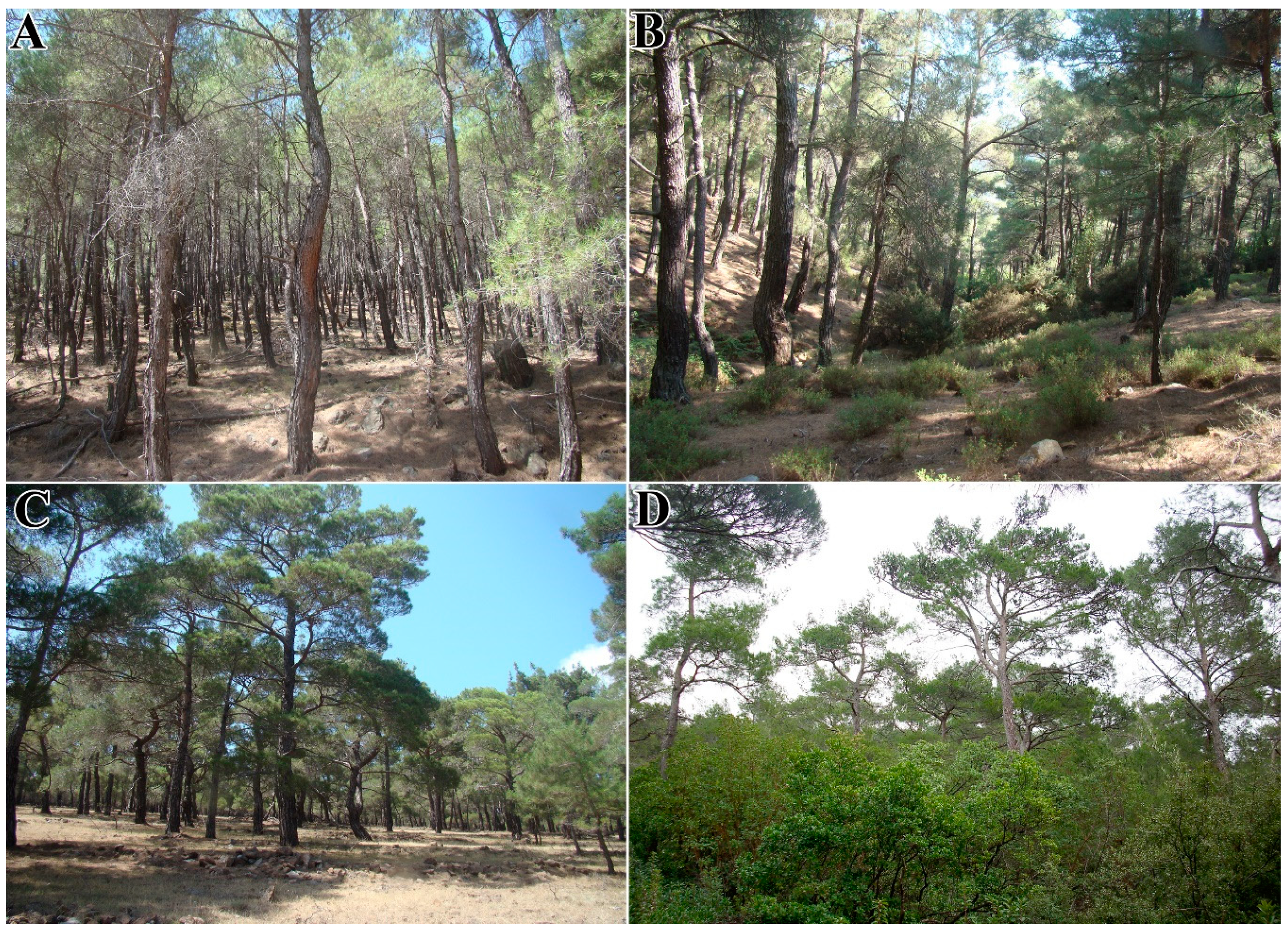 Forests 11 00789 g003