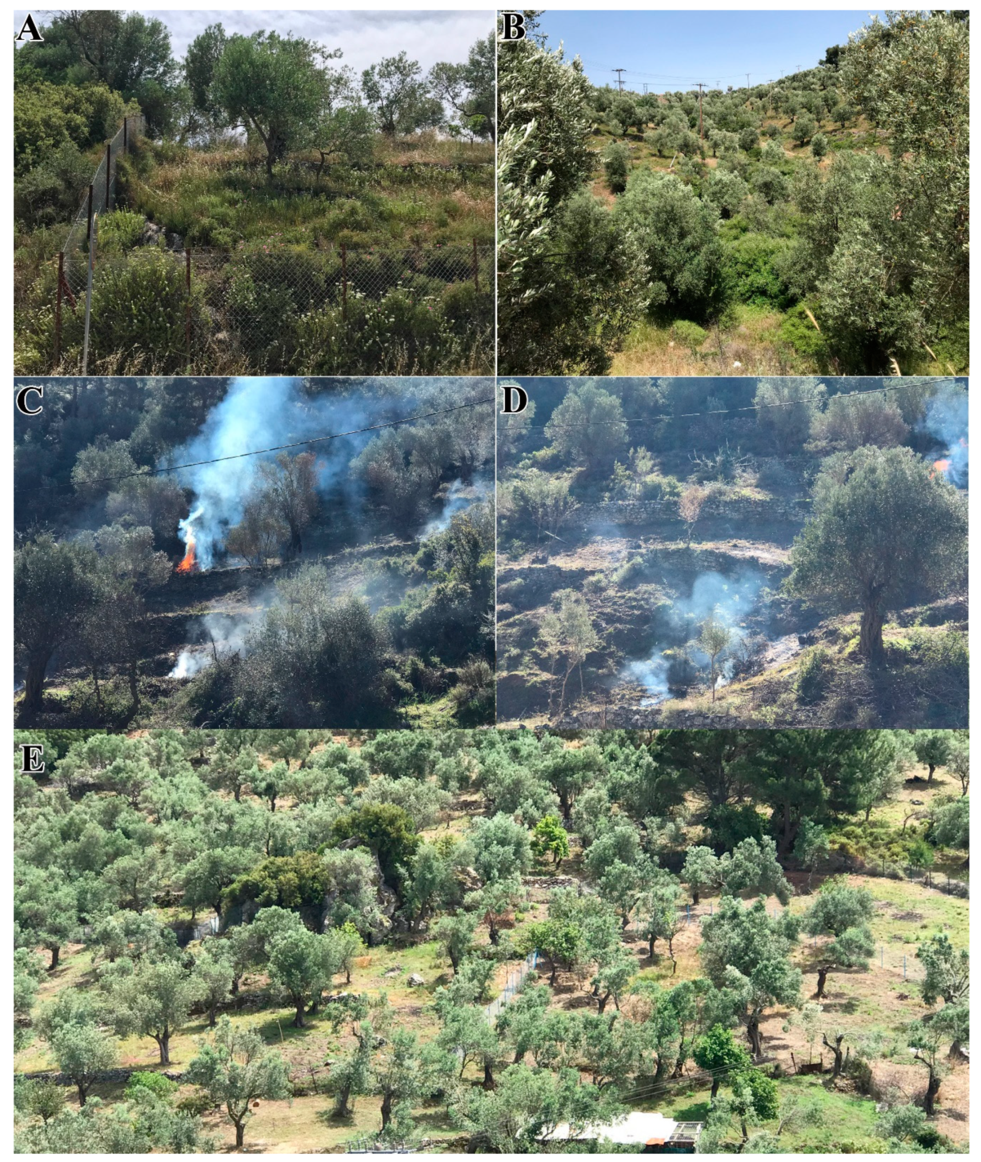 Forests 11 00789 g0a7