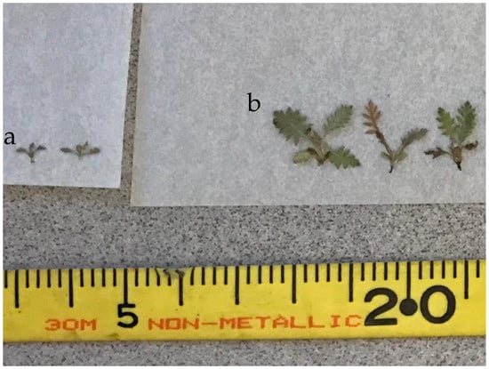 Forests 11 00813 g0a4