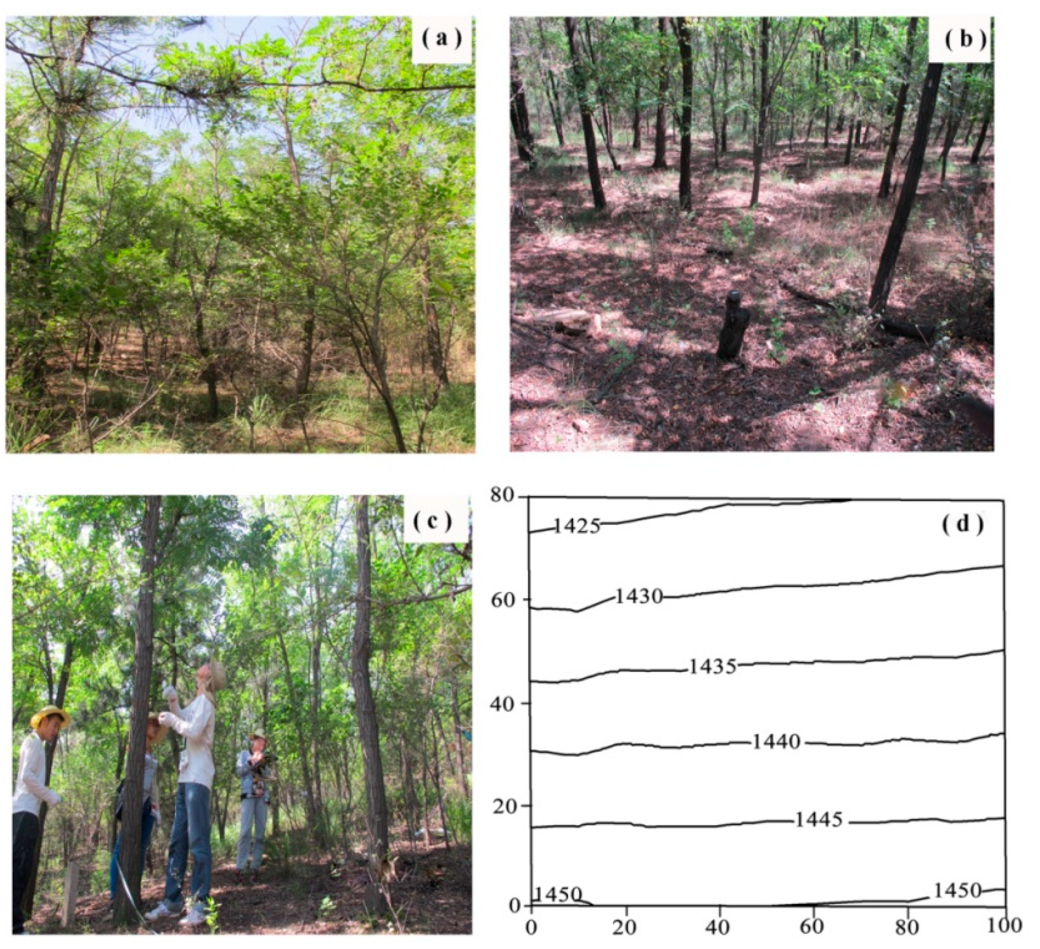 Forests 11 00819 g001
