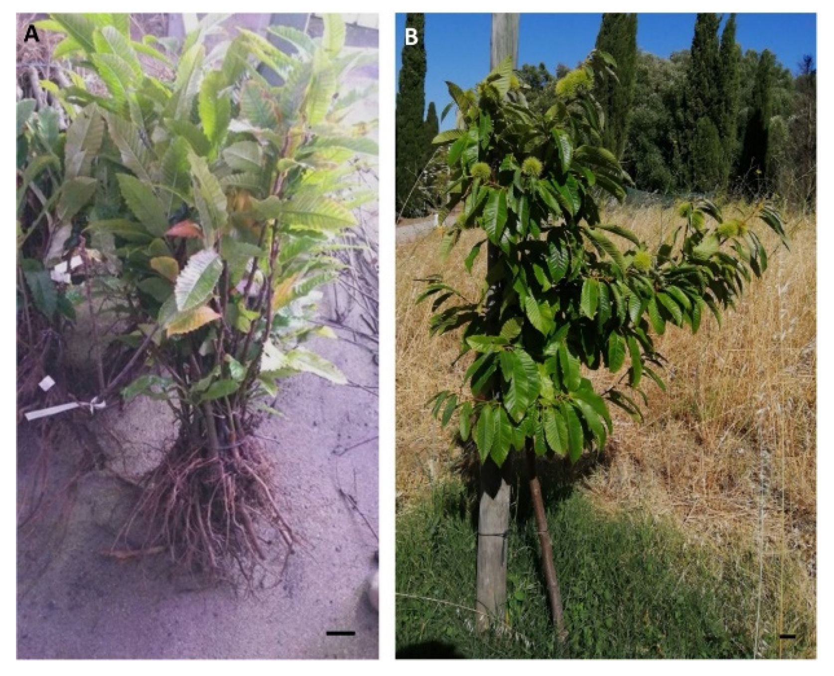 Forests 11 00826 g005