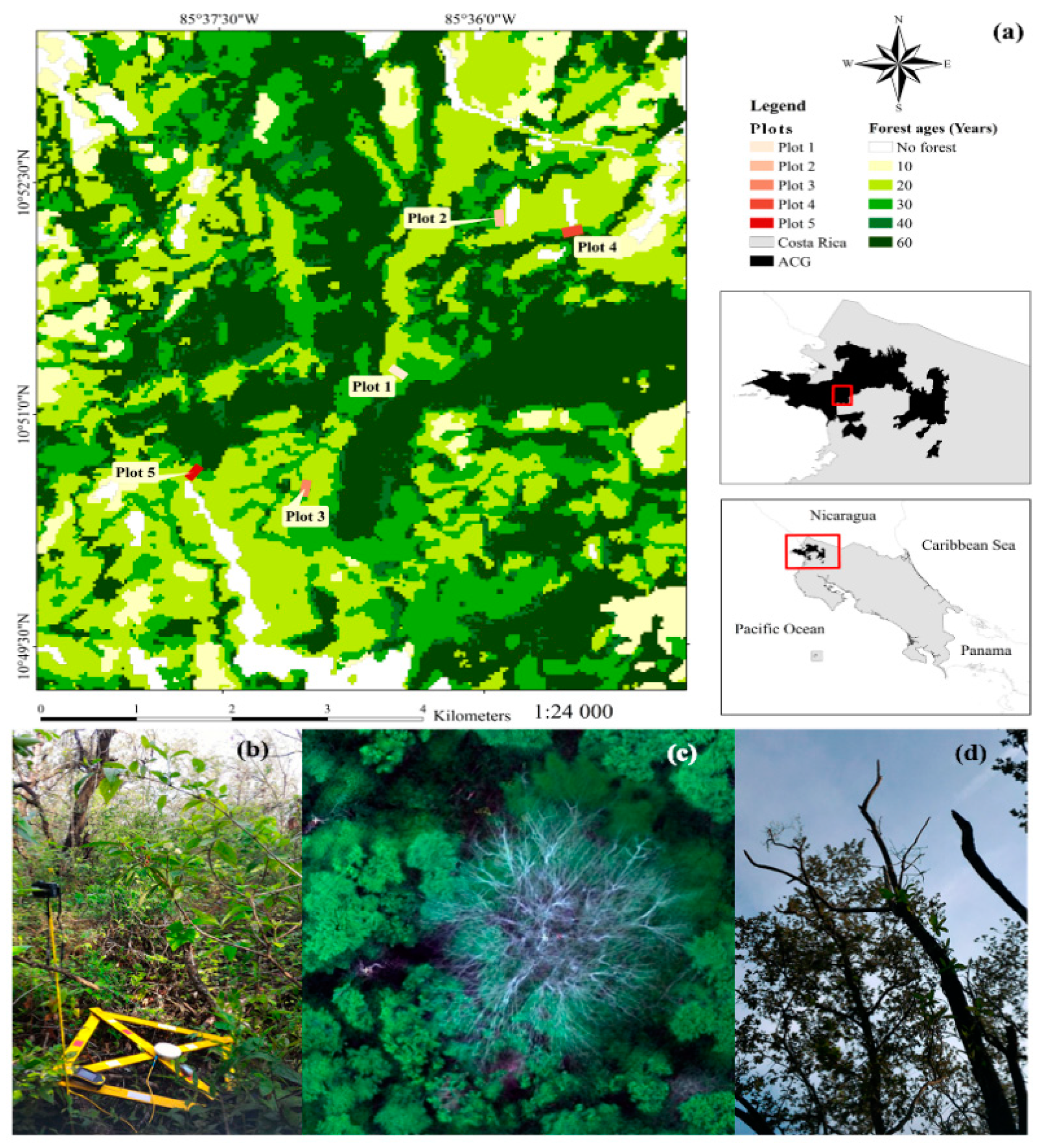 Forests 11 00827 g001 Forests 11 00827 g001