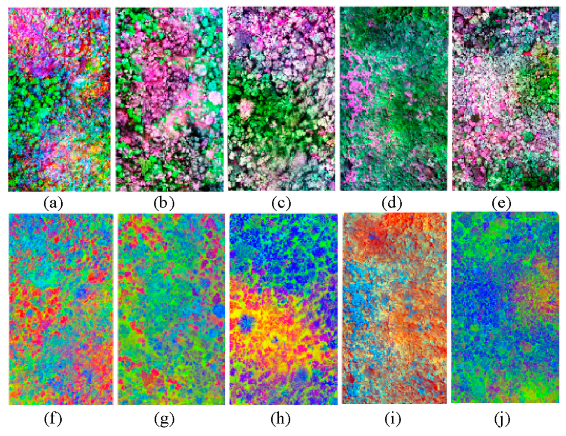 Forests 11 00827 g002 Forests 11 00827 g002