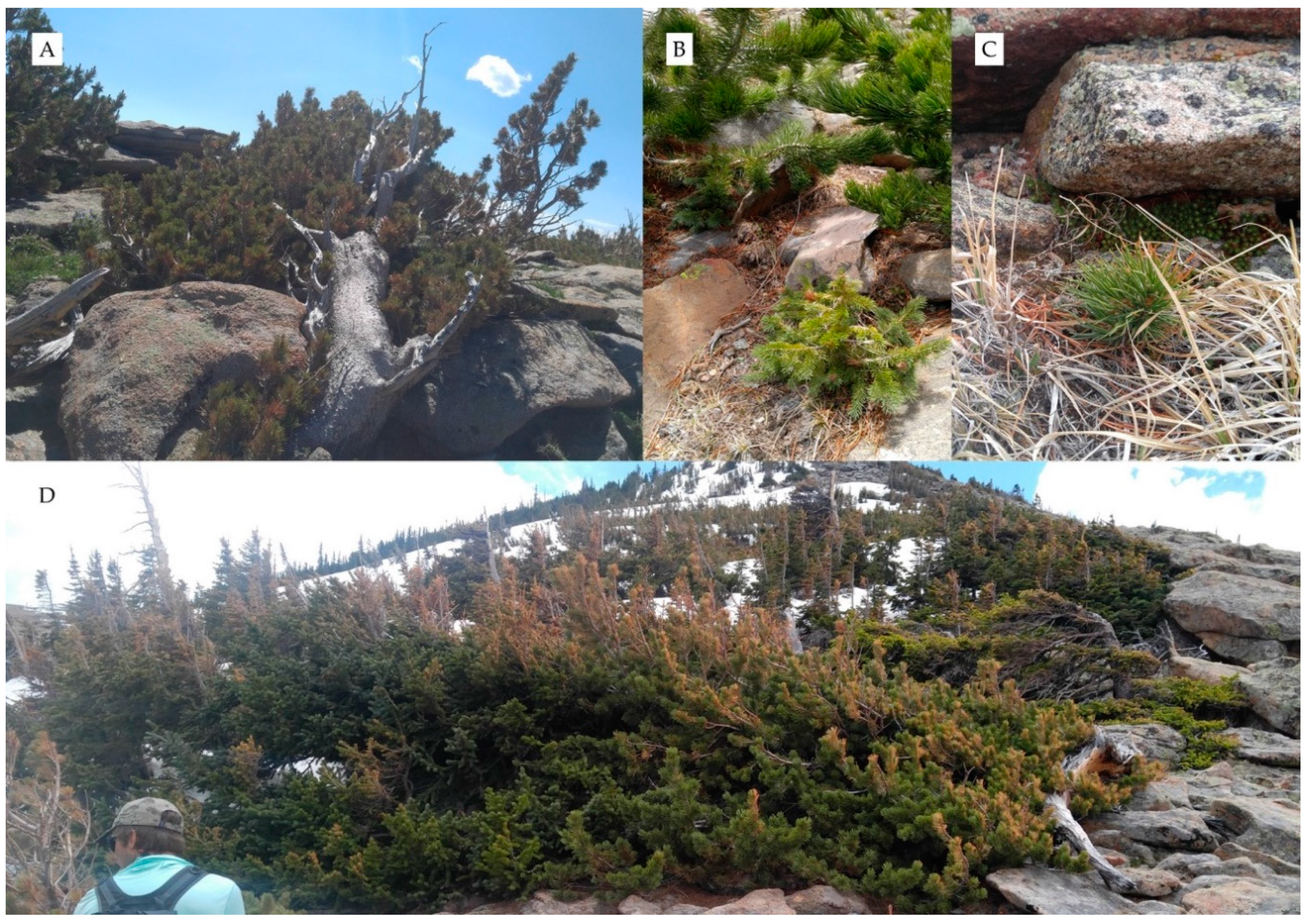 Forests 11 00838 g002 Forests 11 00838 g002