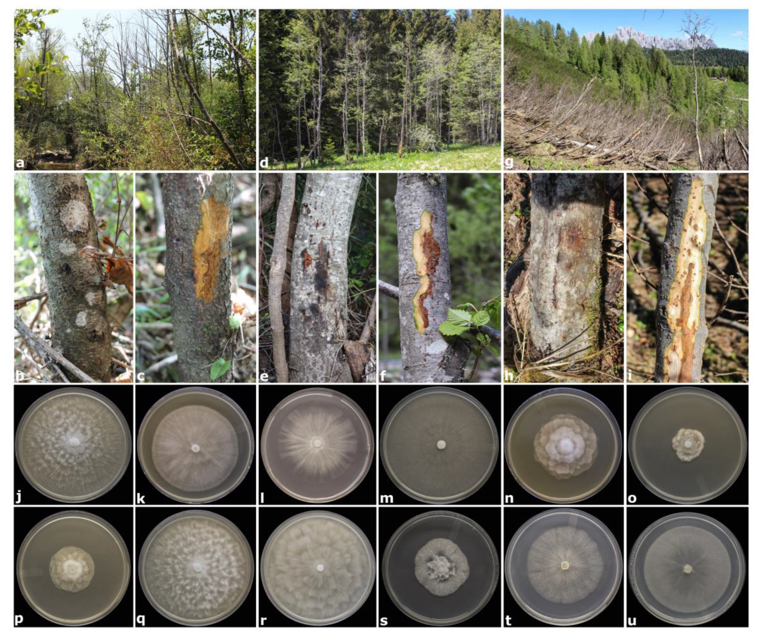 Forests 11 00848 g001