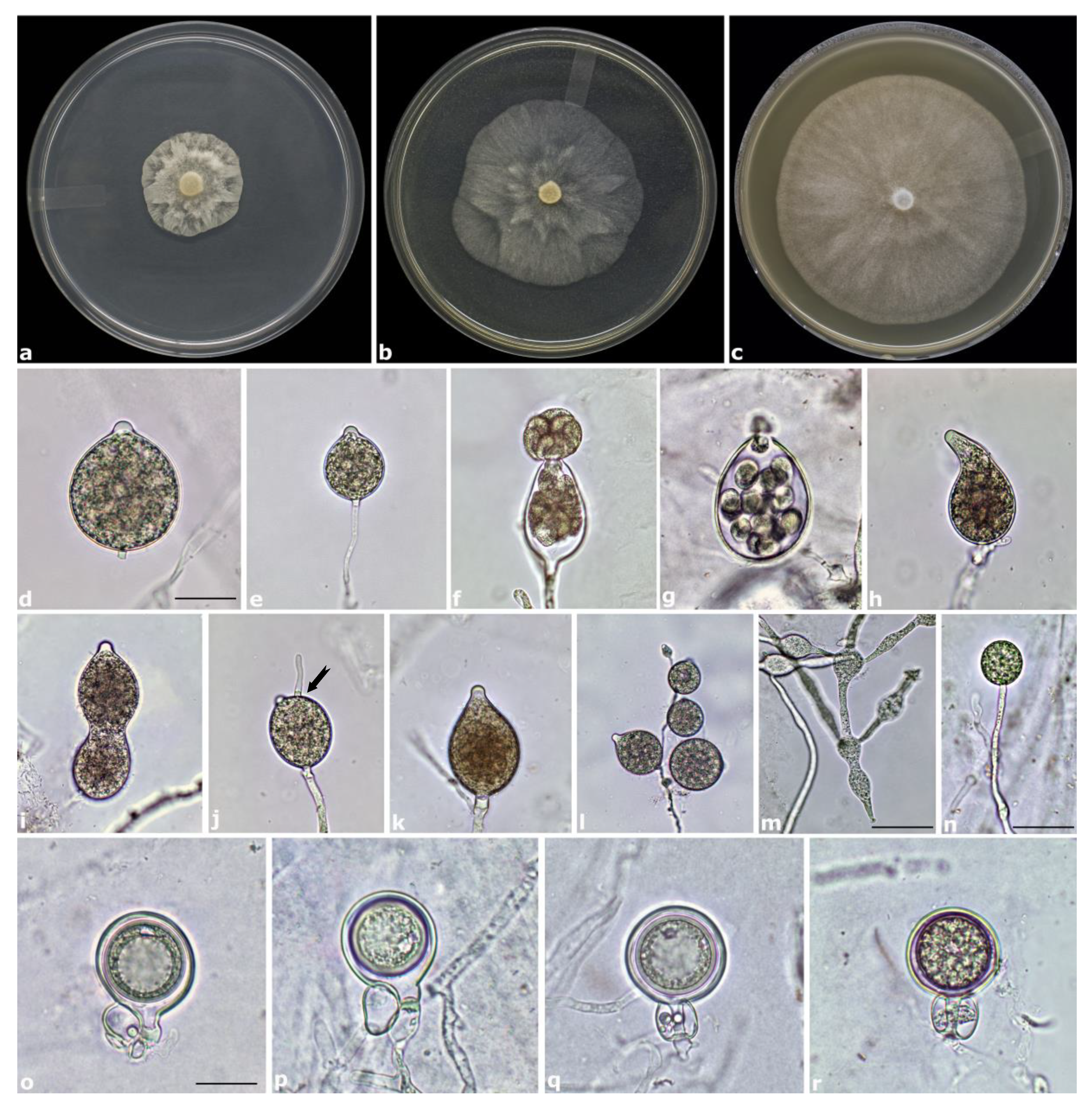 Forests 11 00848 g004