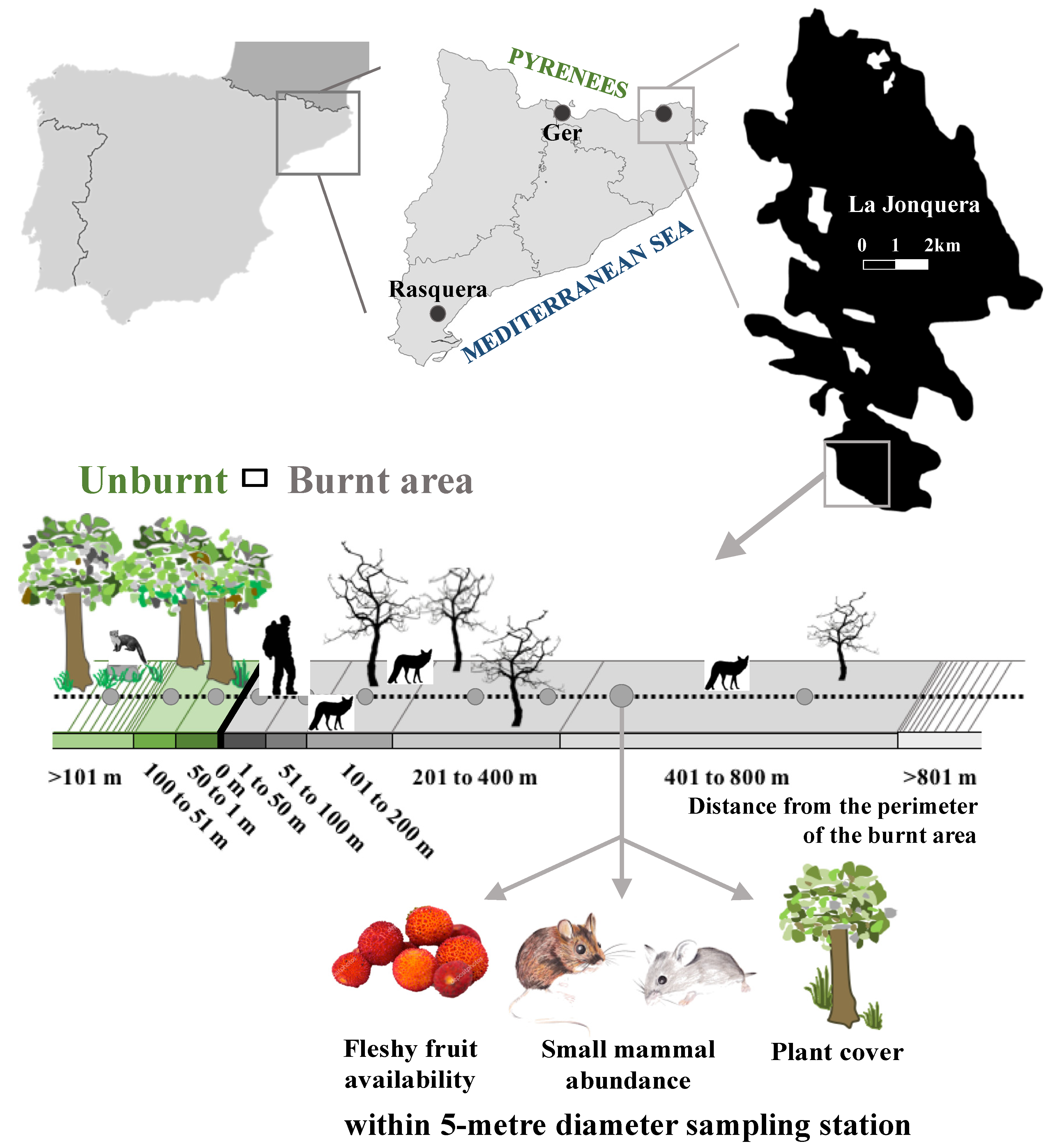Forests 11 00855 g001