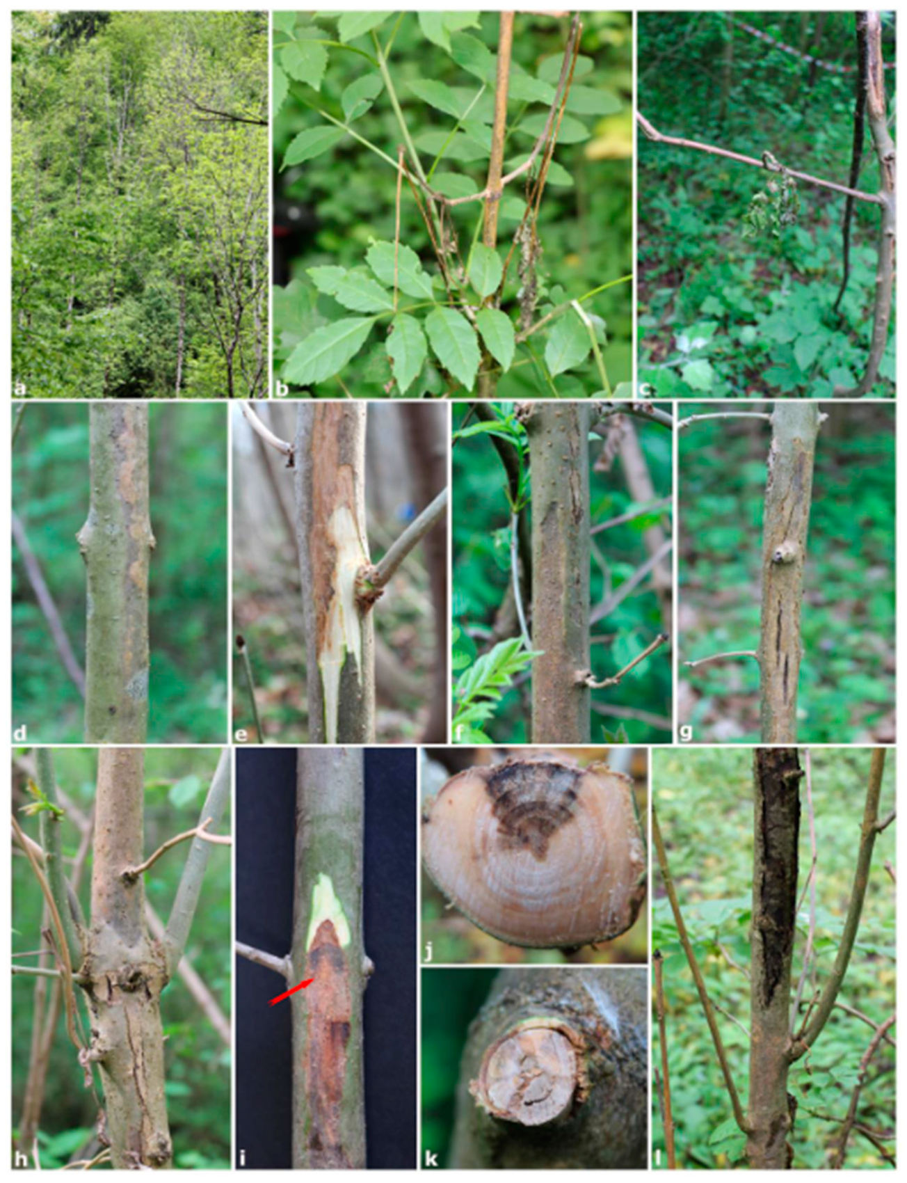 Forests 11 00883 g001