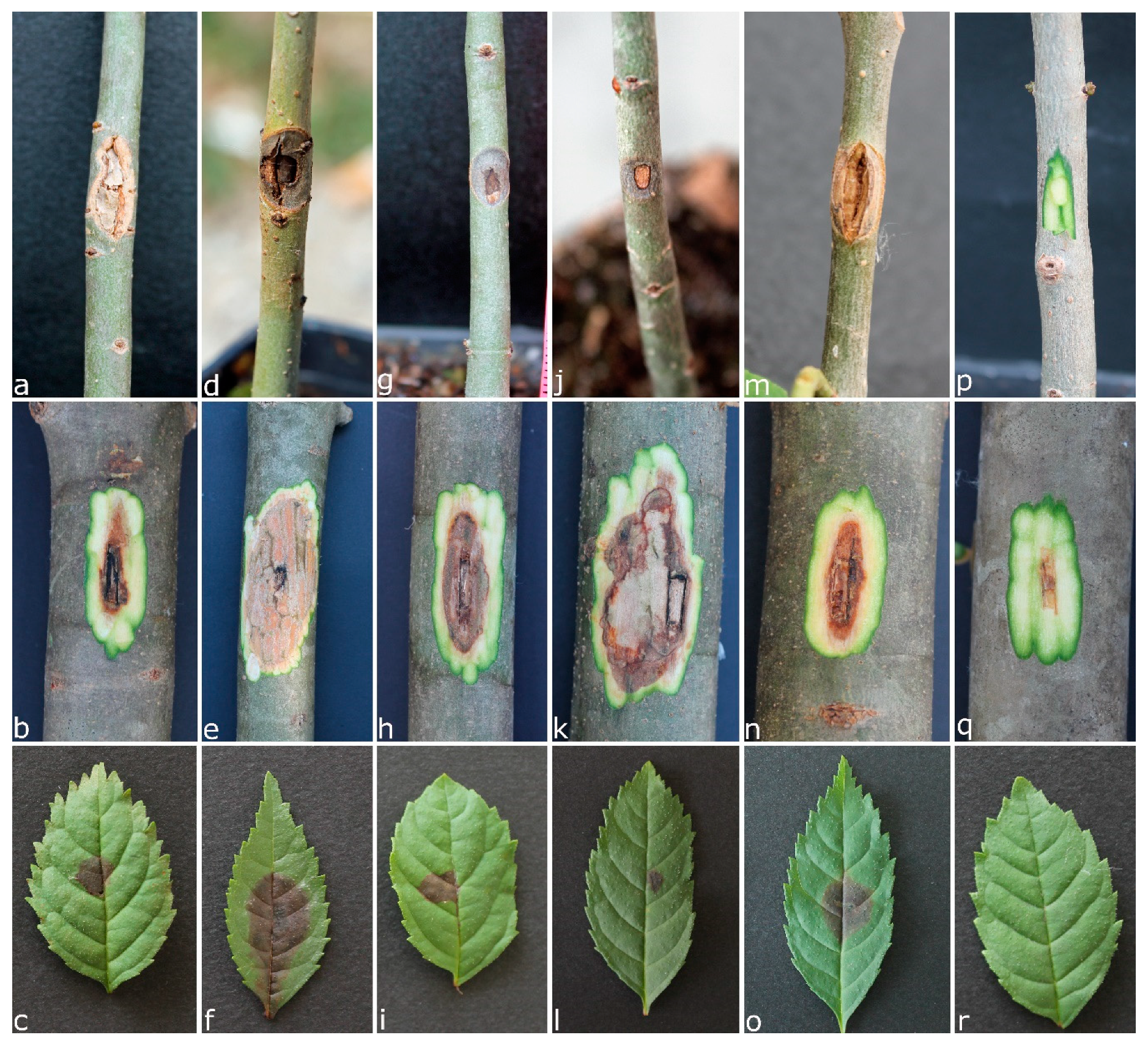 Forests 11 00883 g002