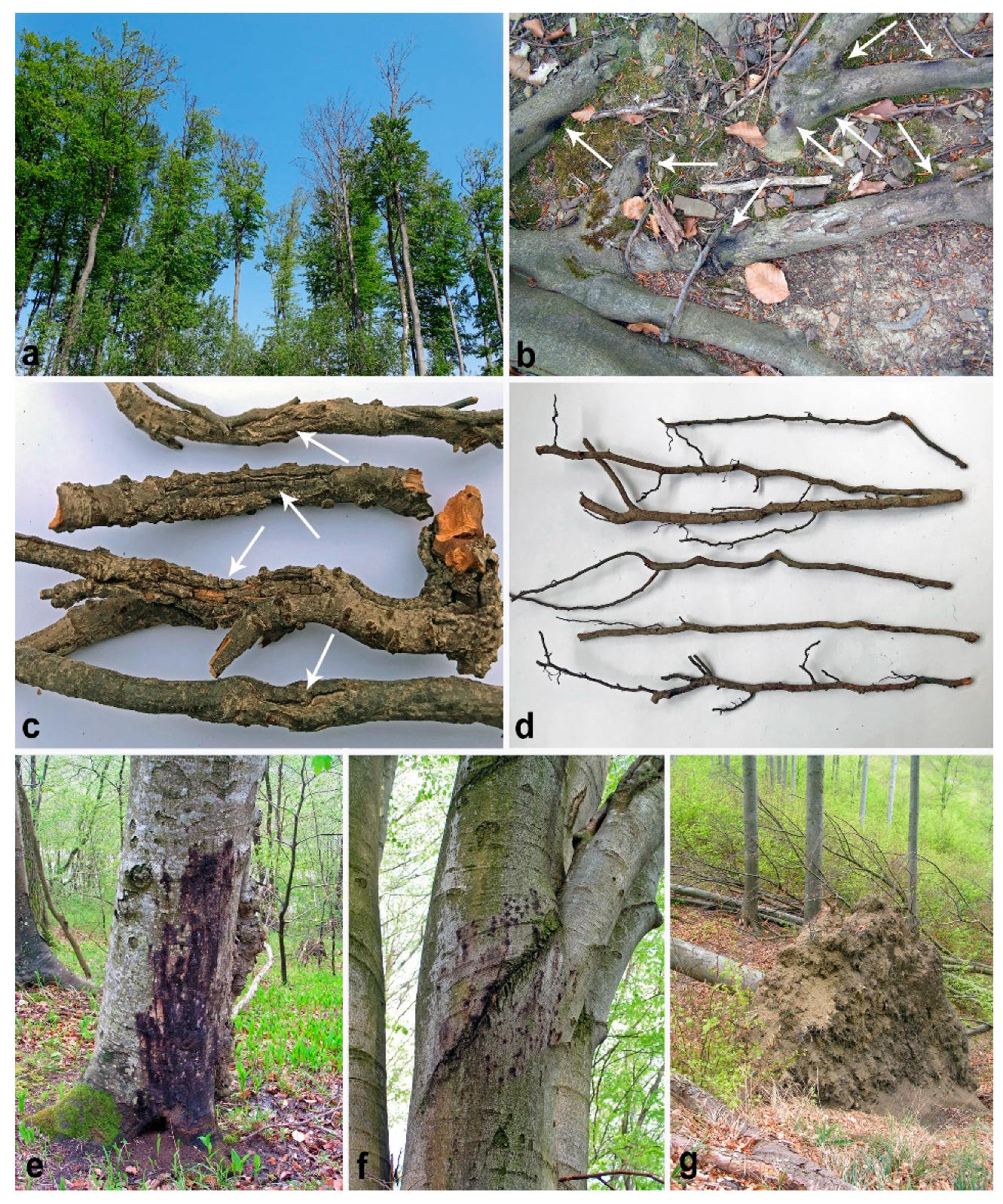 Forests 11 00895 g002