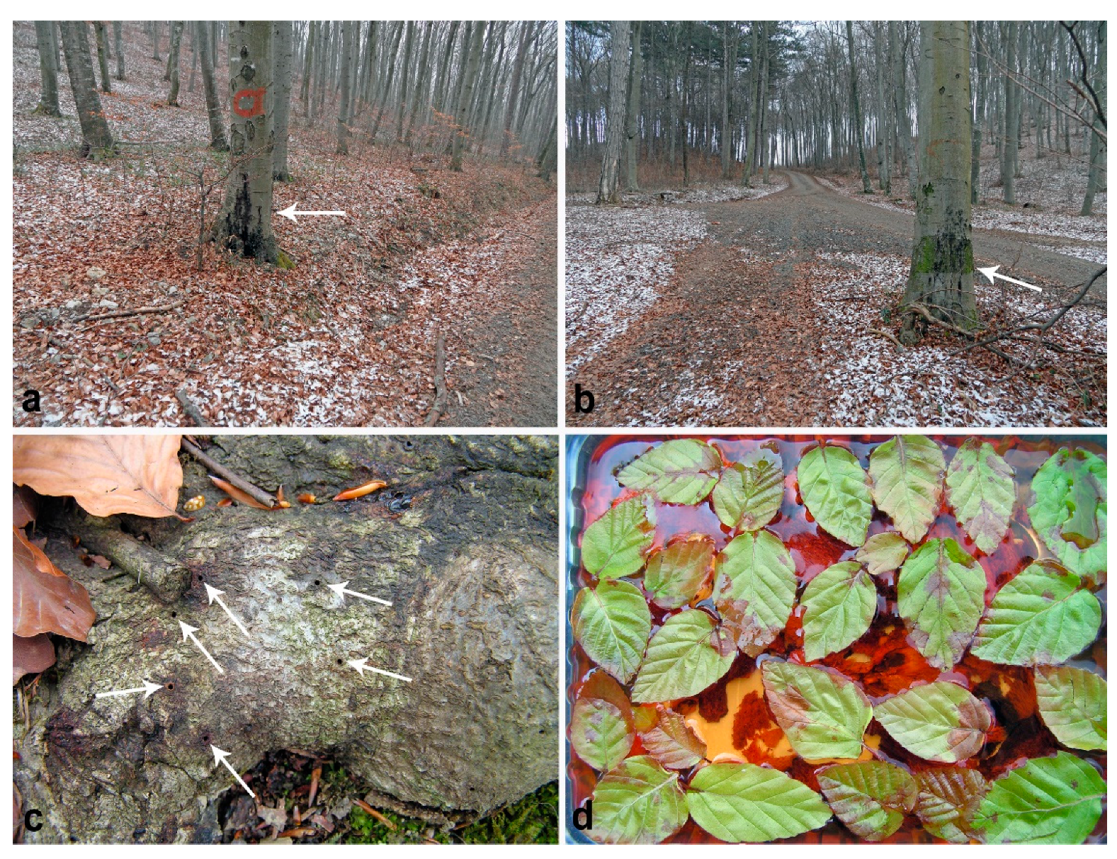 Forests 11 00895 g003