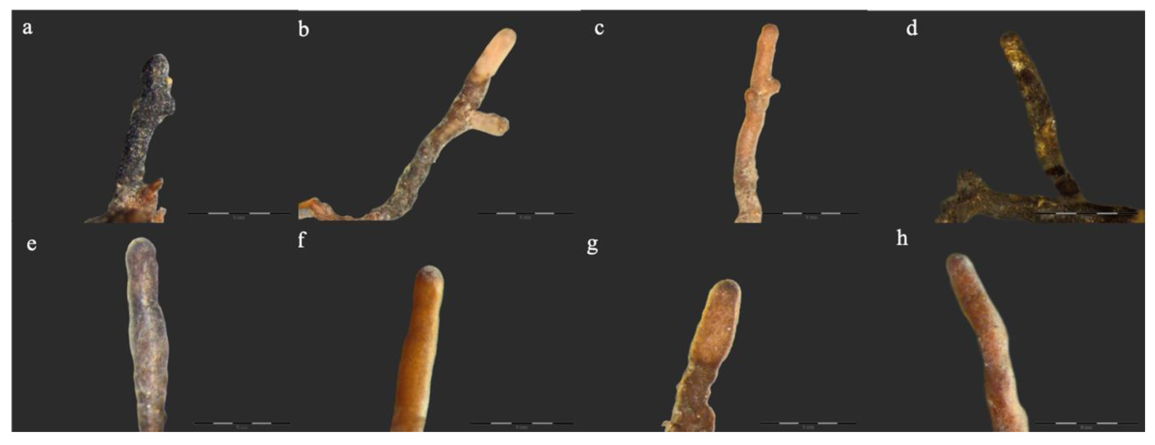 Forests 11 00926 g001 Forests 11 00926 g001