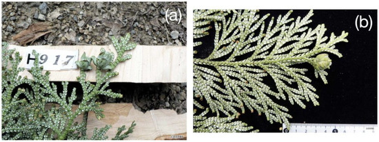 Forests 11 00935 g0a1