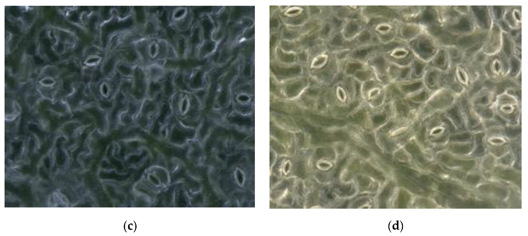 Forests 11 00954 g002b