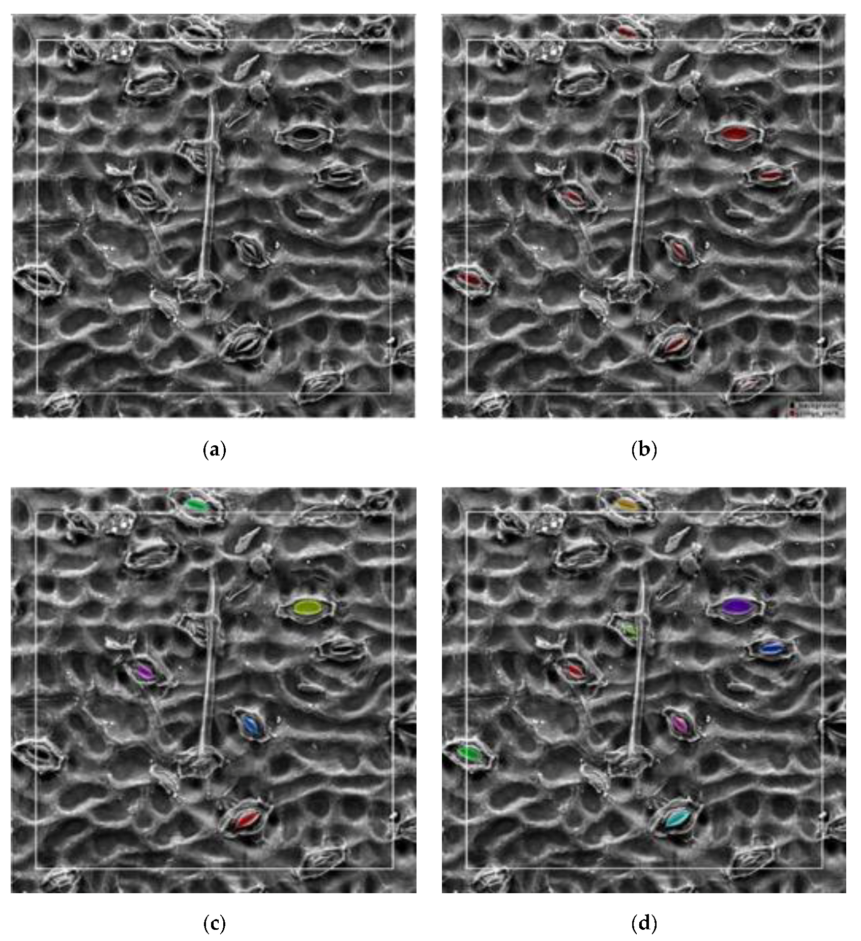 Forests 11 00954 g012