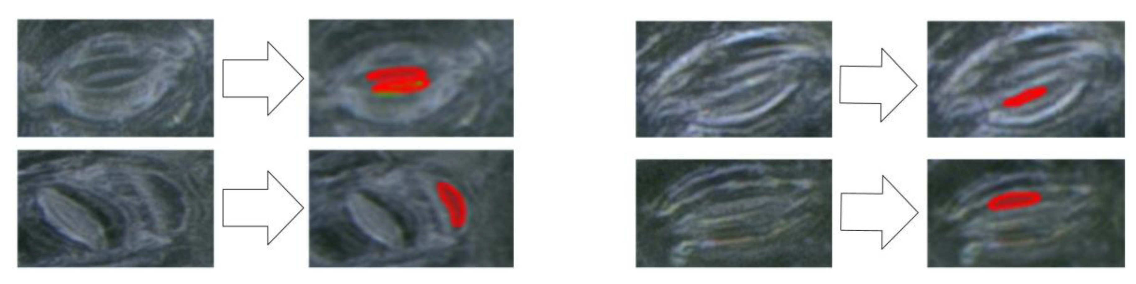 Forests 11 00954 g015