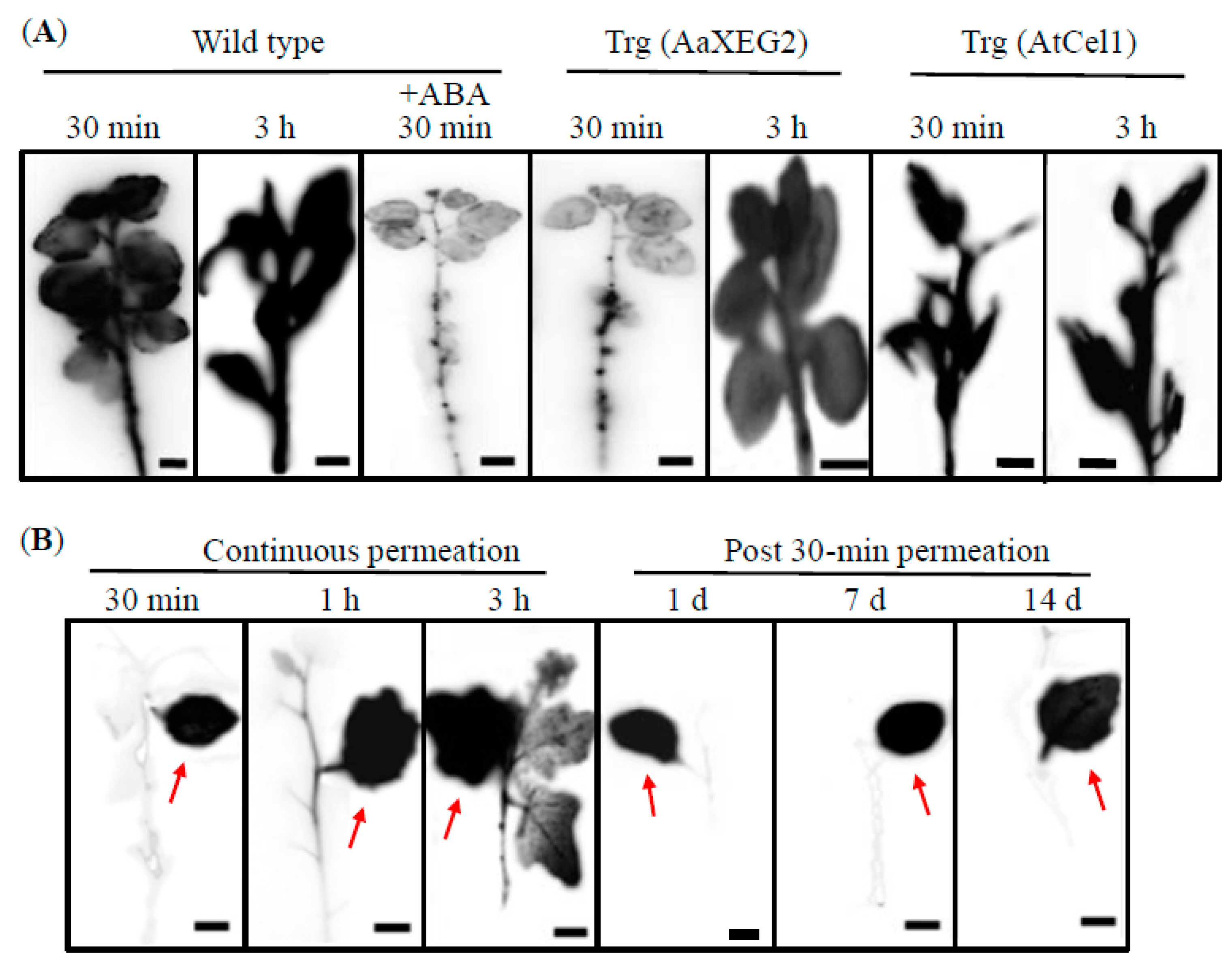 Forests 11 00957 g001