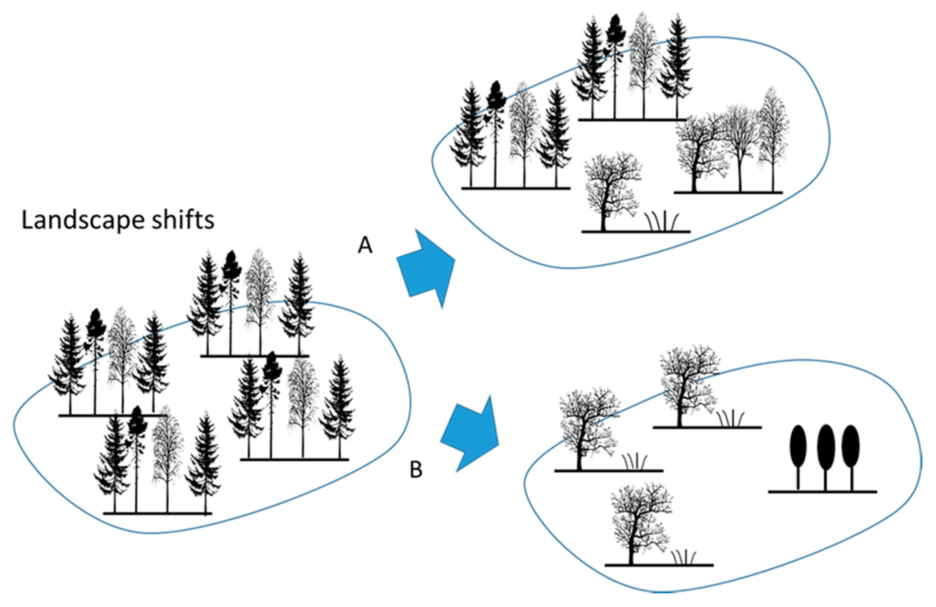 Forests 11 00965 g001