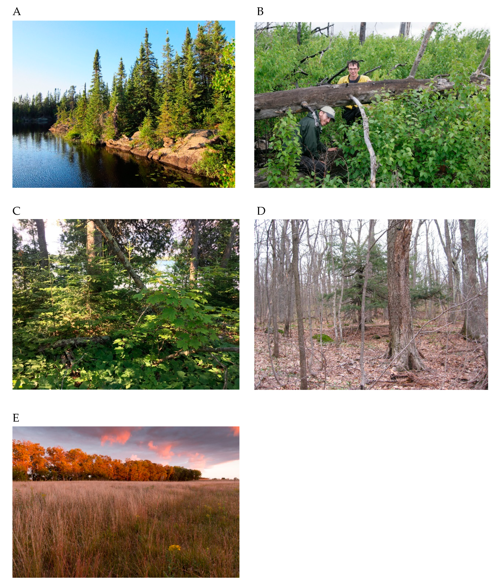 Forests 11 00965 g004