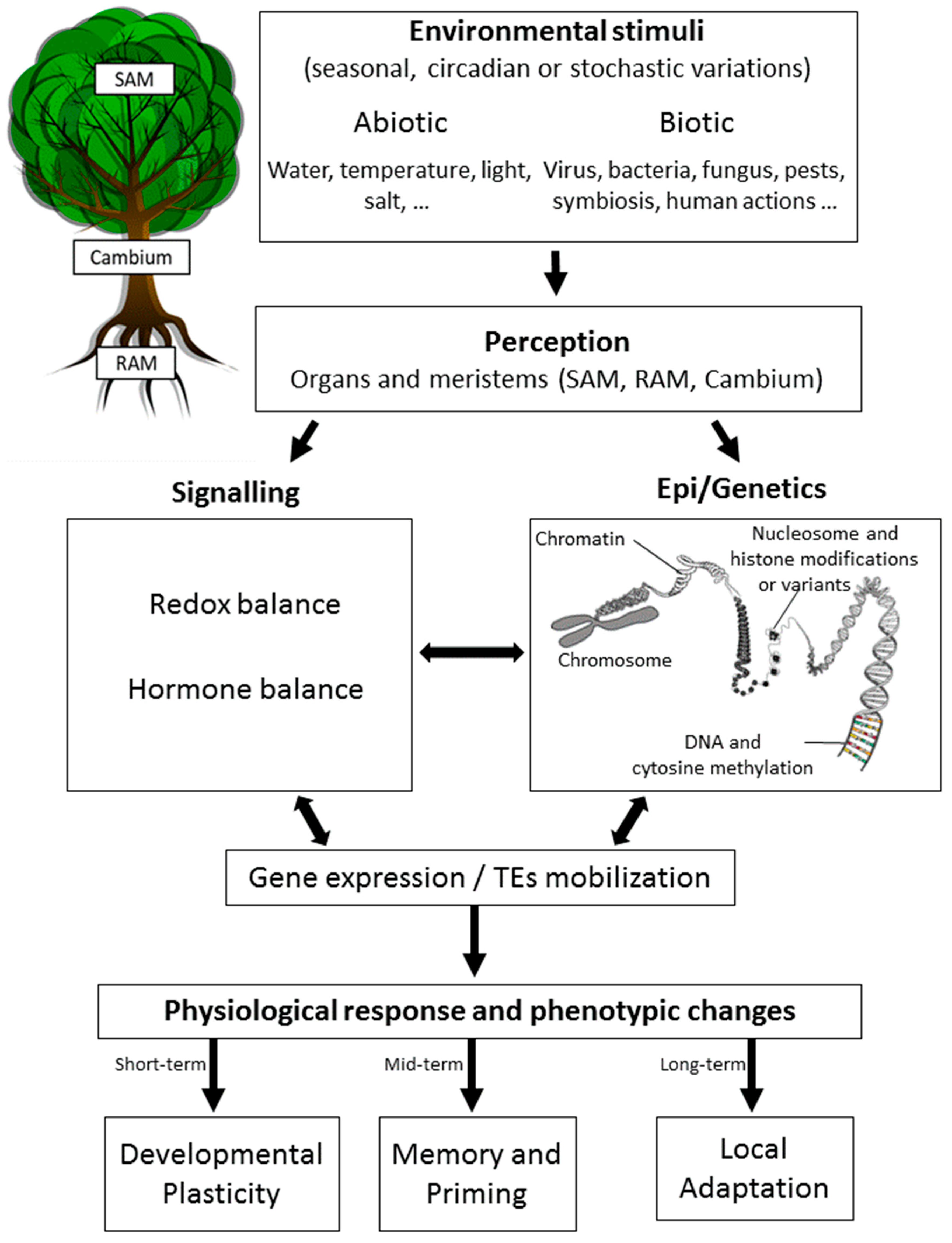 Forests 11 00976 g001