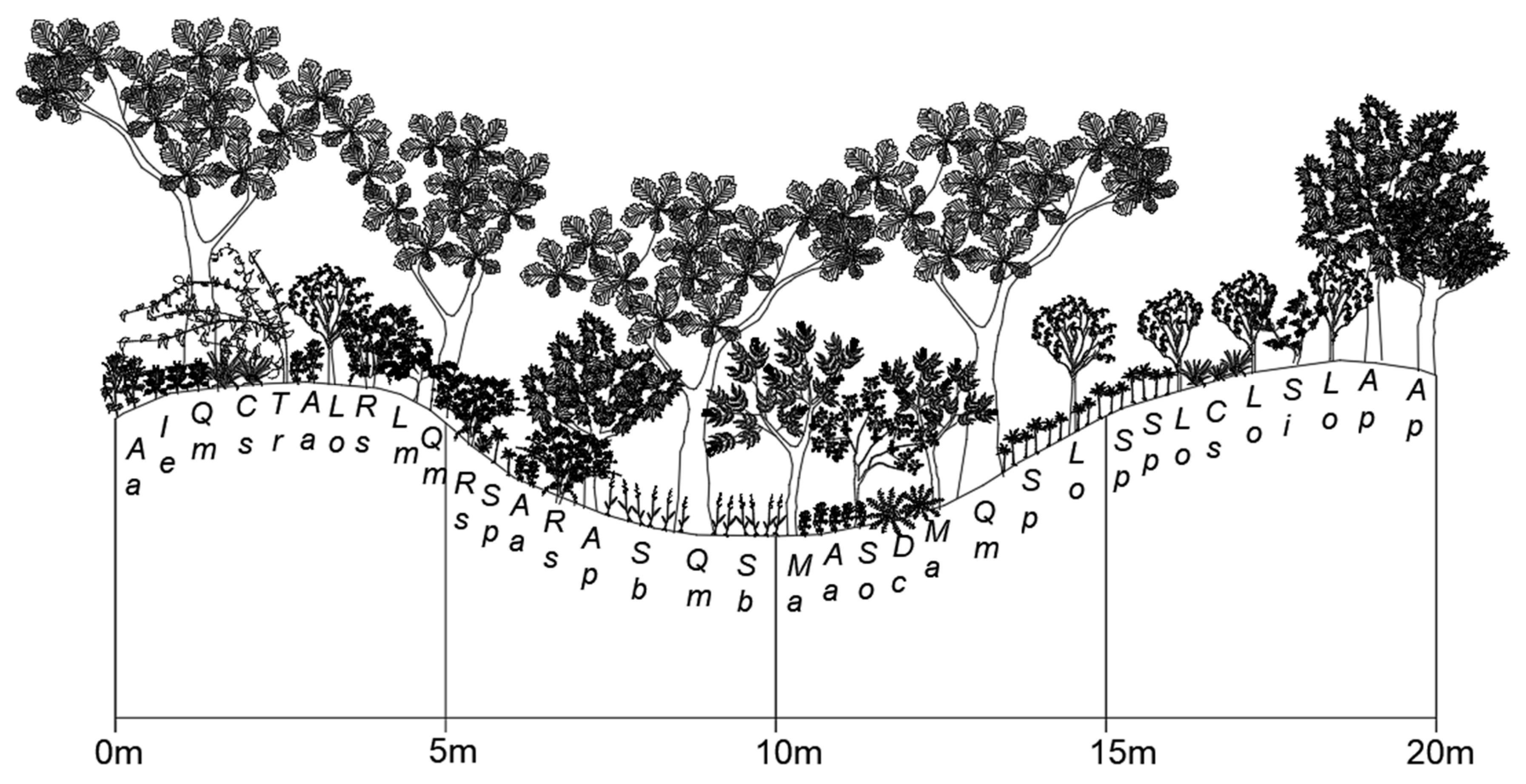 Forests 11 00984 g004 Forests 11 00984 g004