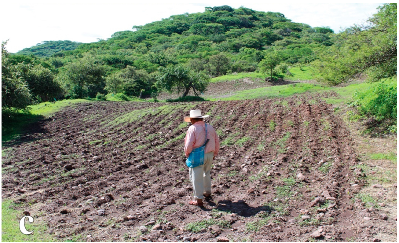 Forests 11 00991 g005b Forests 11 00991 g005b